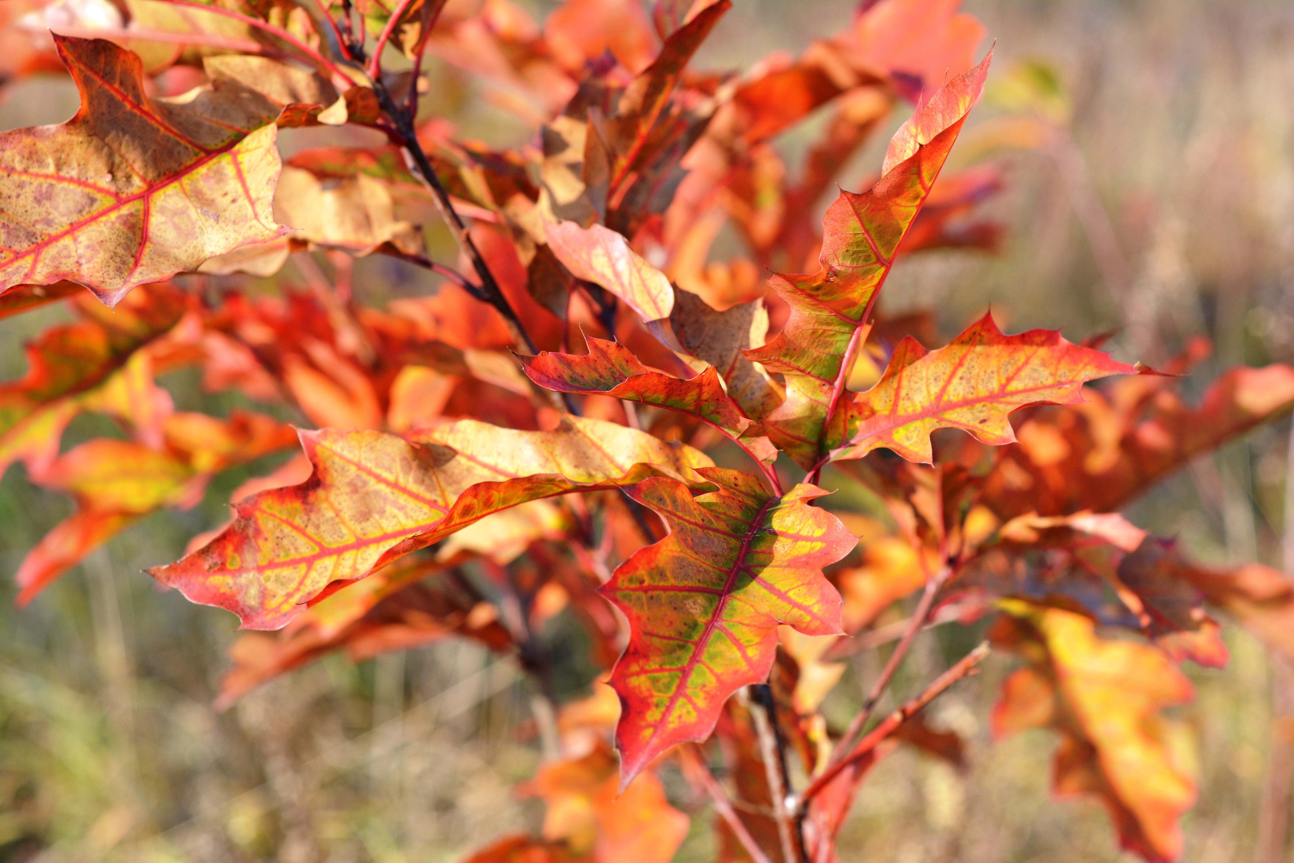 無料モバイル壁紙自然, ブランチ, 枝, 木の葉, 葉, 秋をダウンロードします。