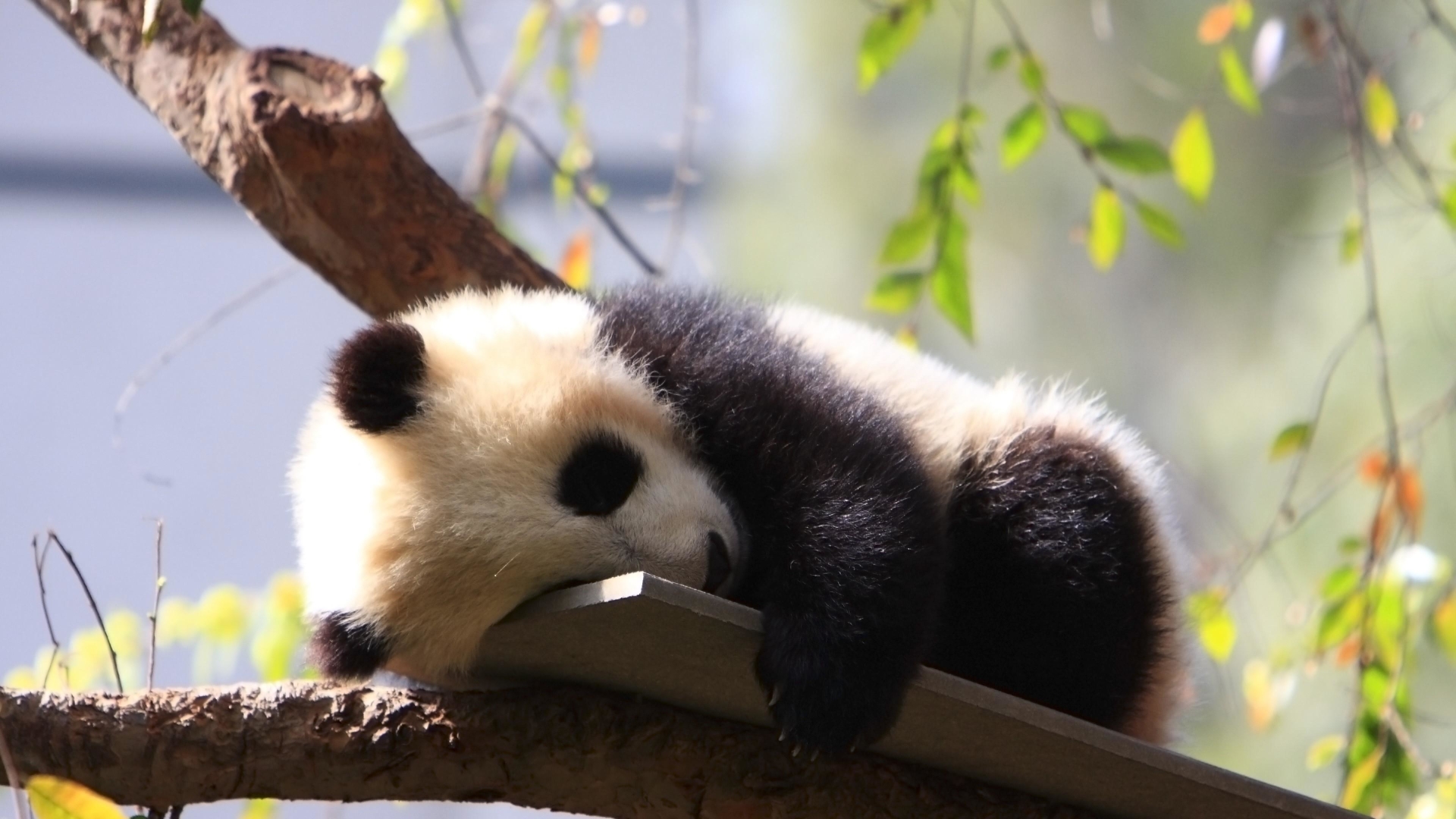 Handy-Wallpaper Tiere, Süß, Schlafen, Panda, Tierbaby kostenlos herunterladen.