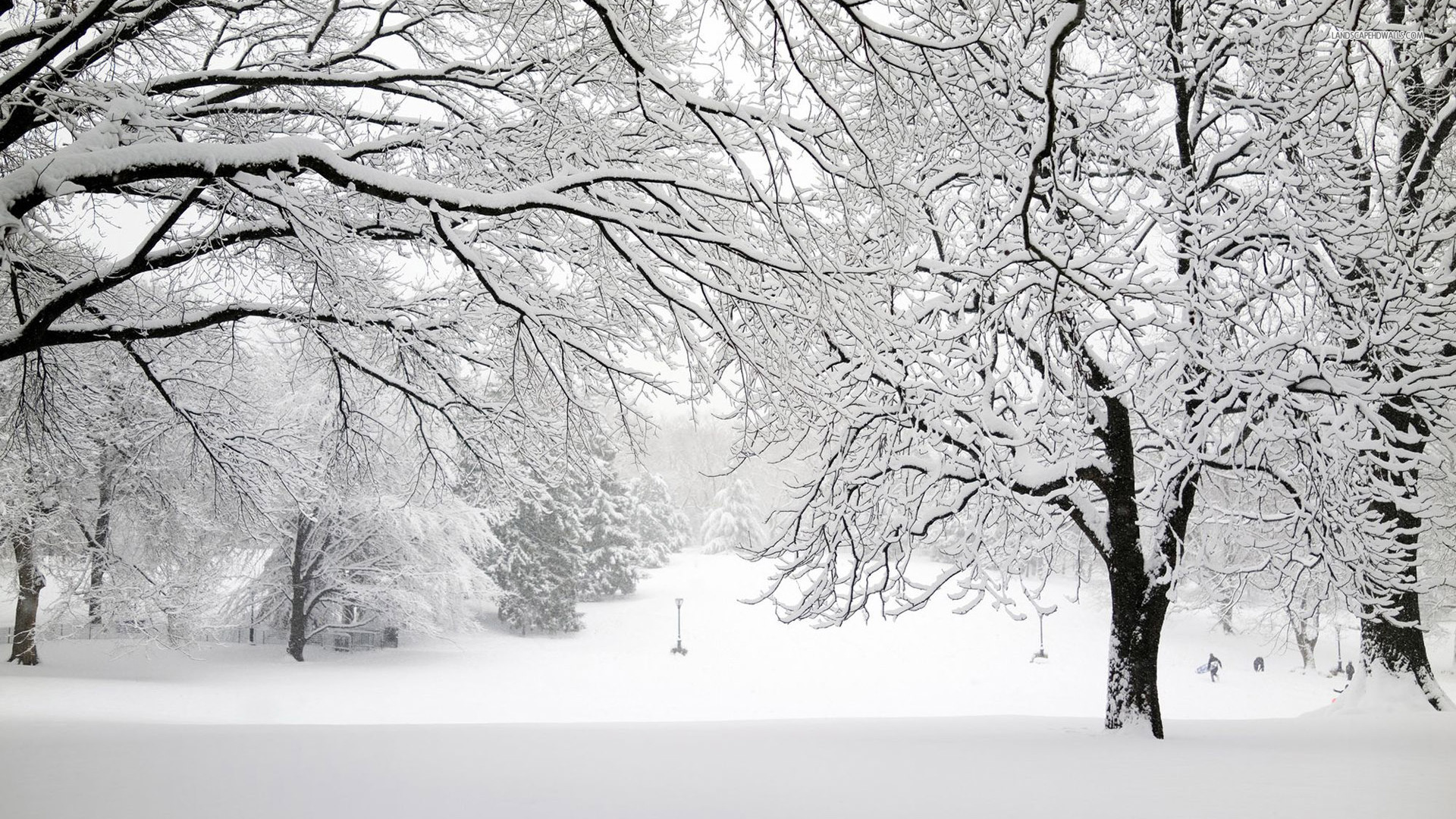 Baixe gratuitamente a imagem Inverno, Neve, Floresta, Árvore, Terra, Fotografia na área de trabalho do seu PC
