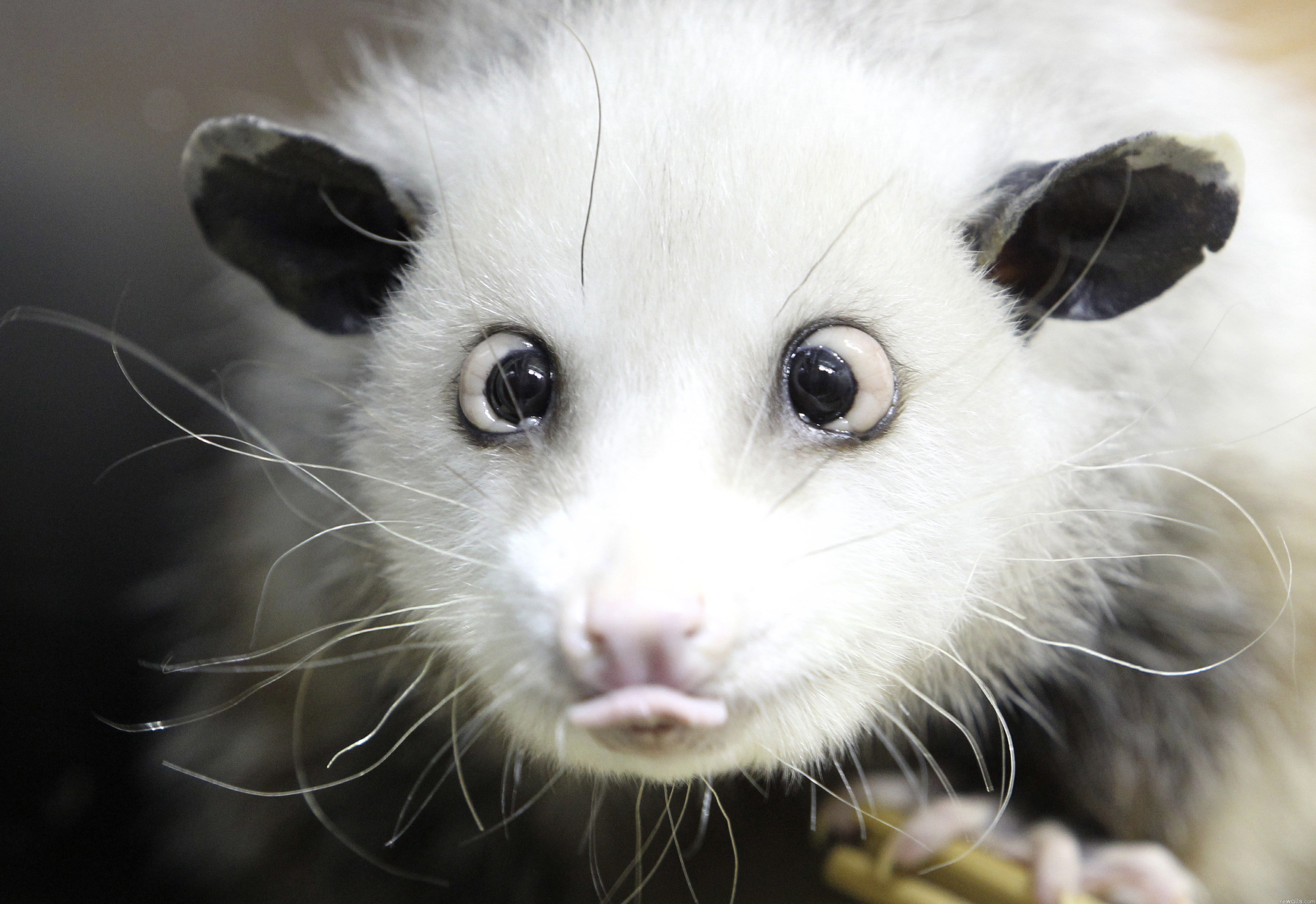 123943 Bild herunterladen opossum, tiere, schnauze, wolle, sprache, zunge, beutelratte - Hintergrundbilder und Bildschirmschoner kostenlos