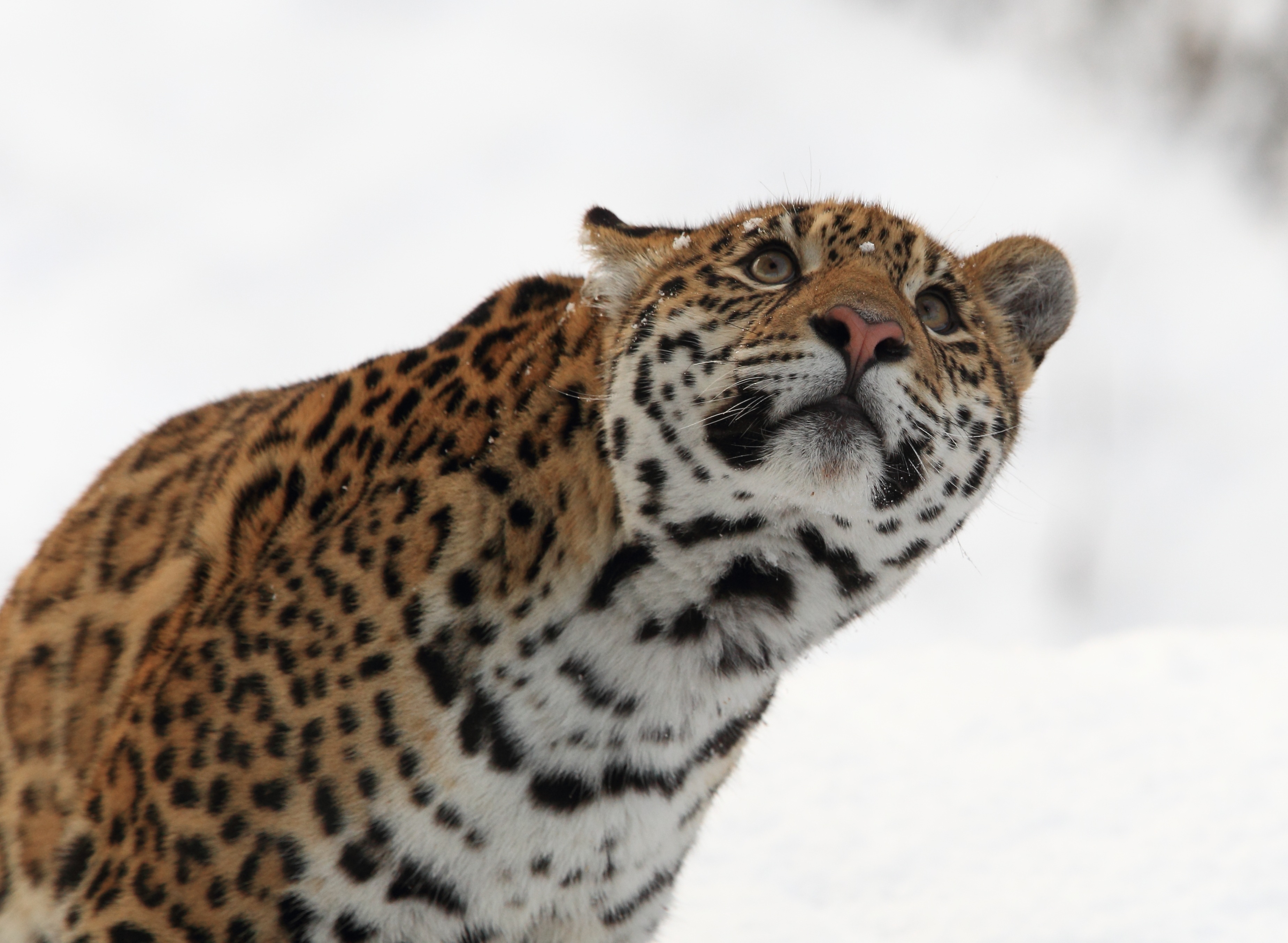 77776 Bild herunterladen tiere, jaguar, raubtier, predator, große katze, big cat - Hintergrundbilder und Bildschirmschoner kostenlos