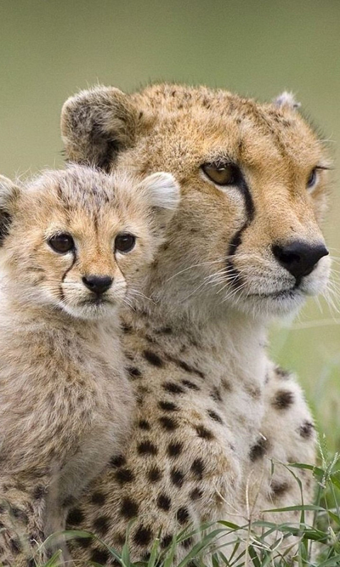 Téléchargez des papiers peints mobile Animaux, Chats, Guépard gratuitement.