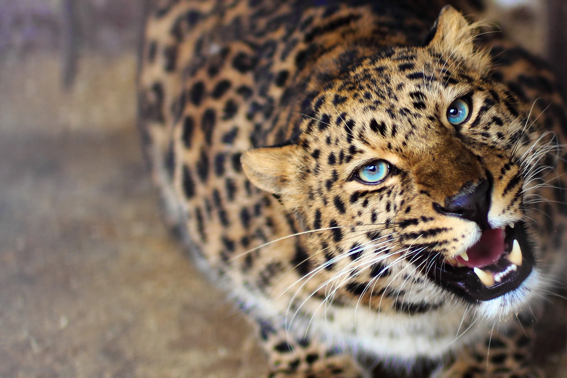 Handy-Wallpaper Leopard, Katzen, Tiere kostenlos herunterladen.