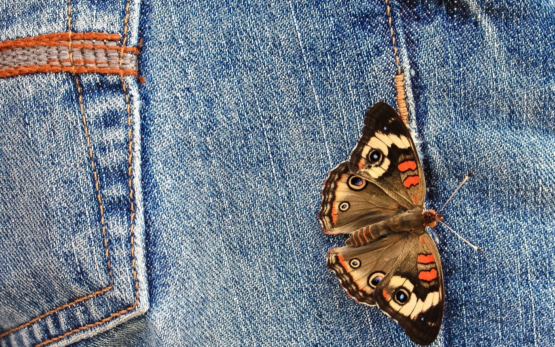 jeans, macro, butterfly, wings cellphone