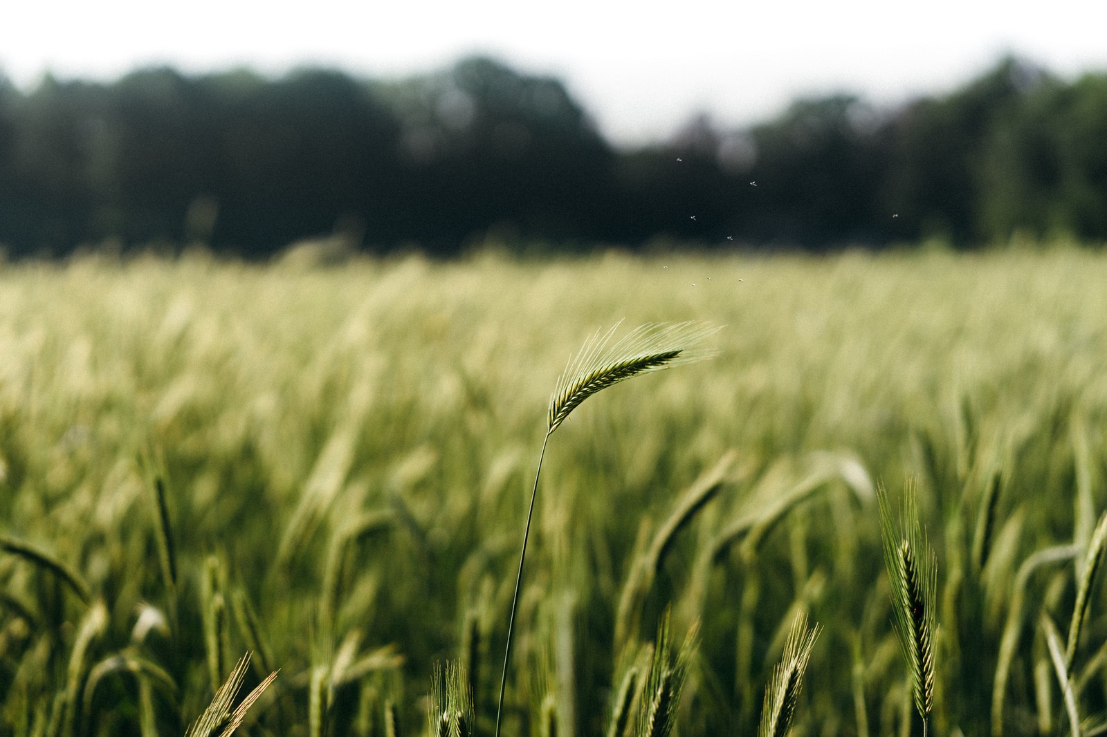Download mobile wallpaper Wheat, Earth, Depth Of Field for free.