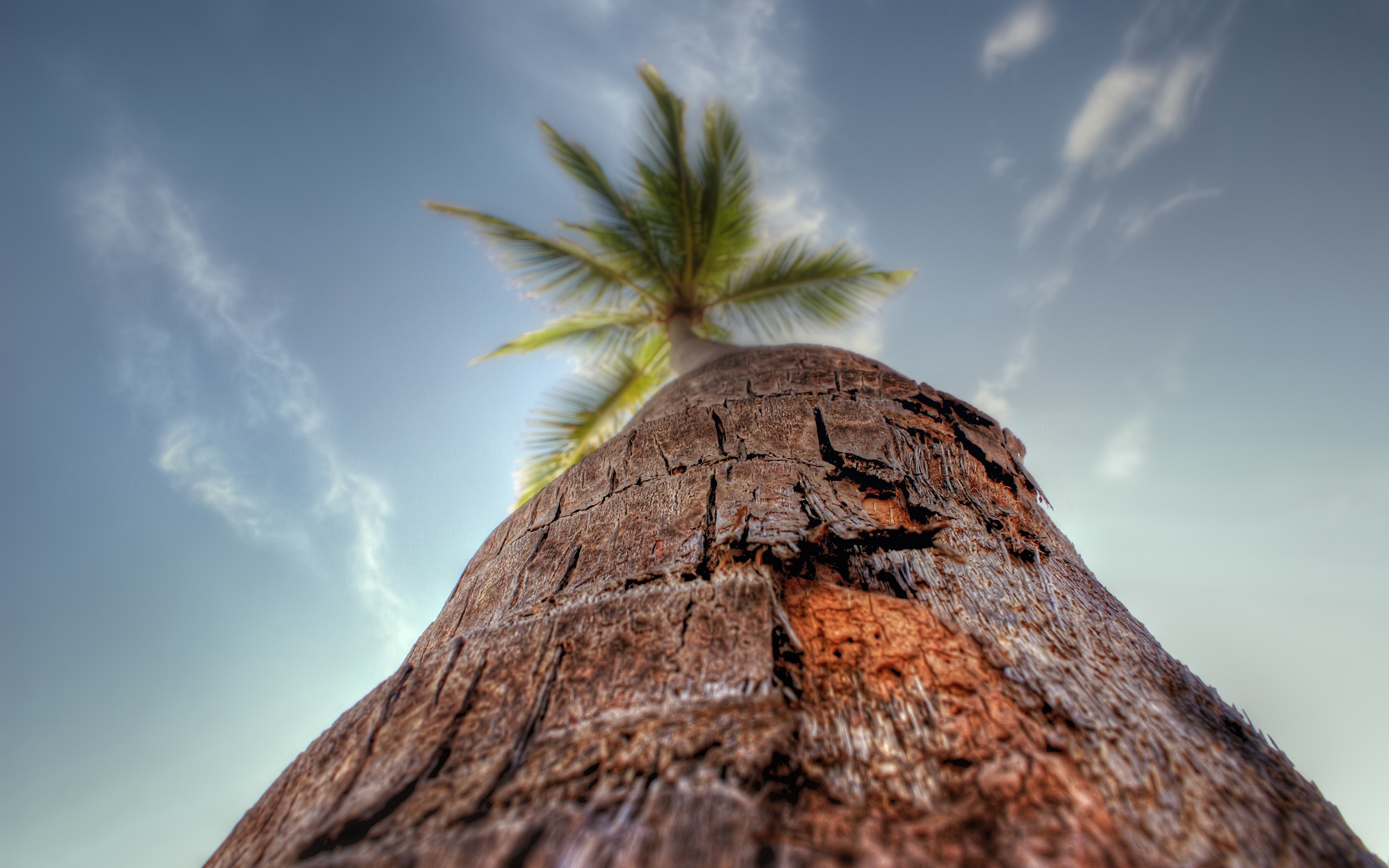 Download mobile wallpaper Tree, Earth, Palm Tree for free.