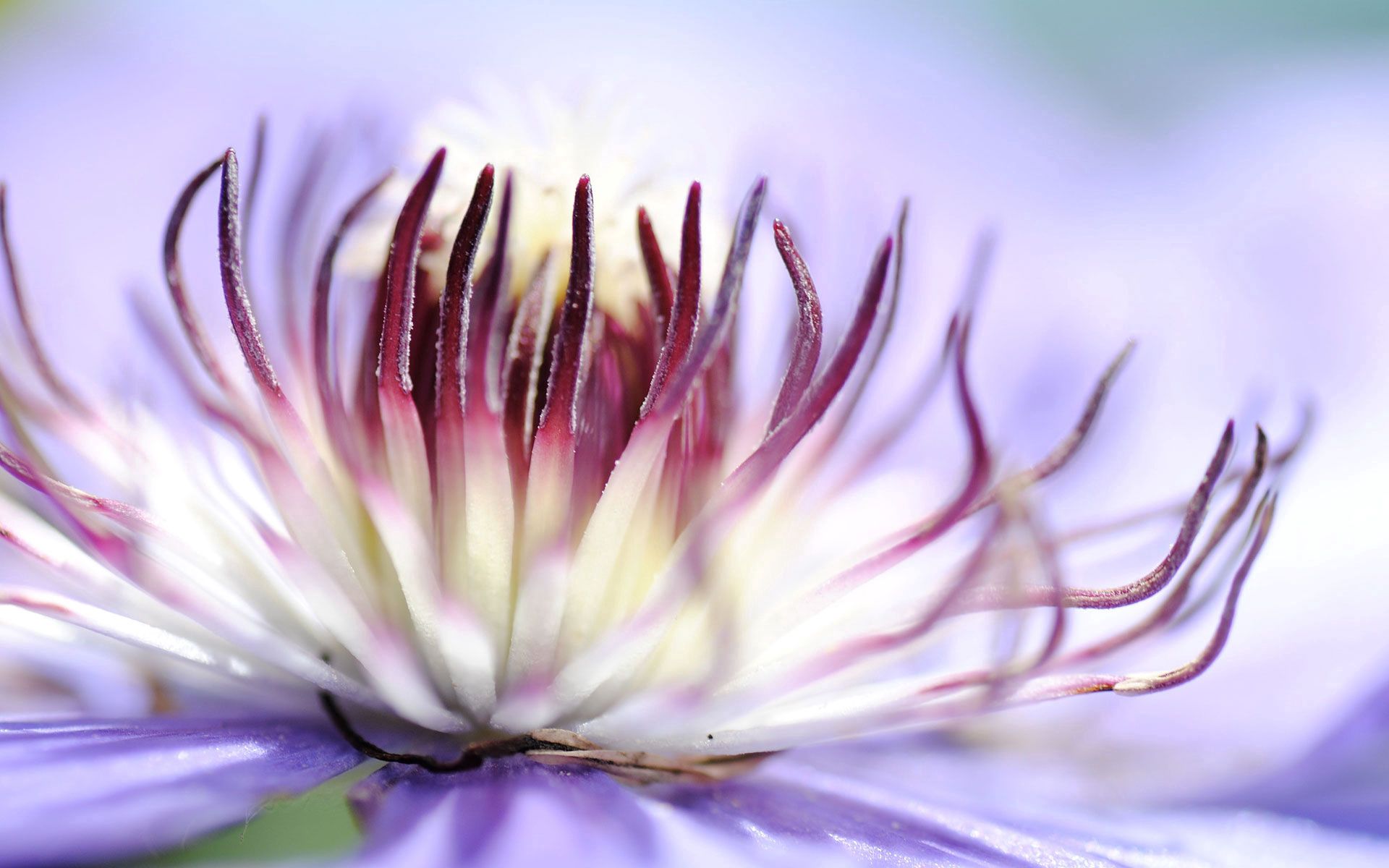 Laden Sie das Blütenblätter, Blume, Makro, Licht, Hell Gefärbt-Bild kostenlos auf Ihren PC-Desktop herunter