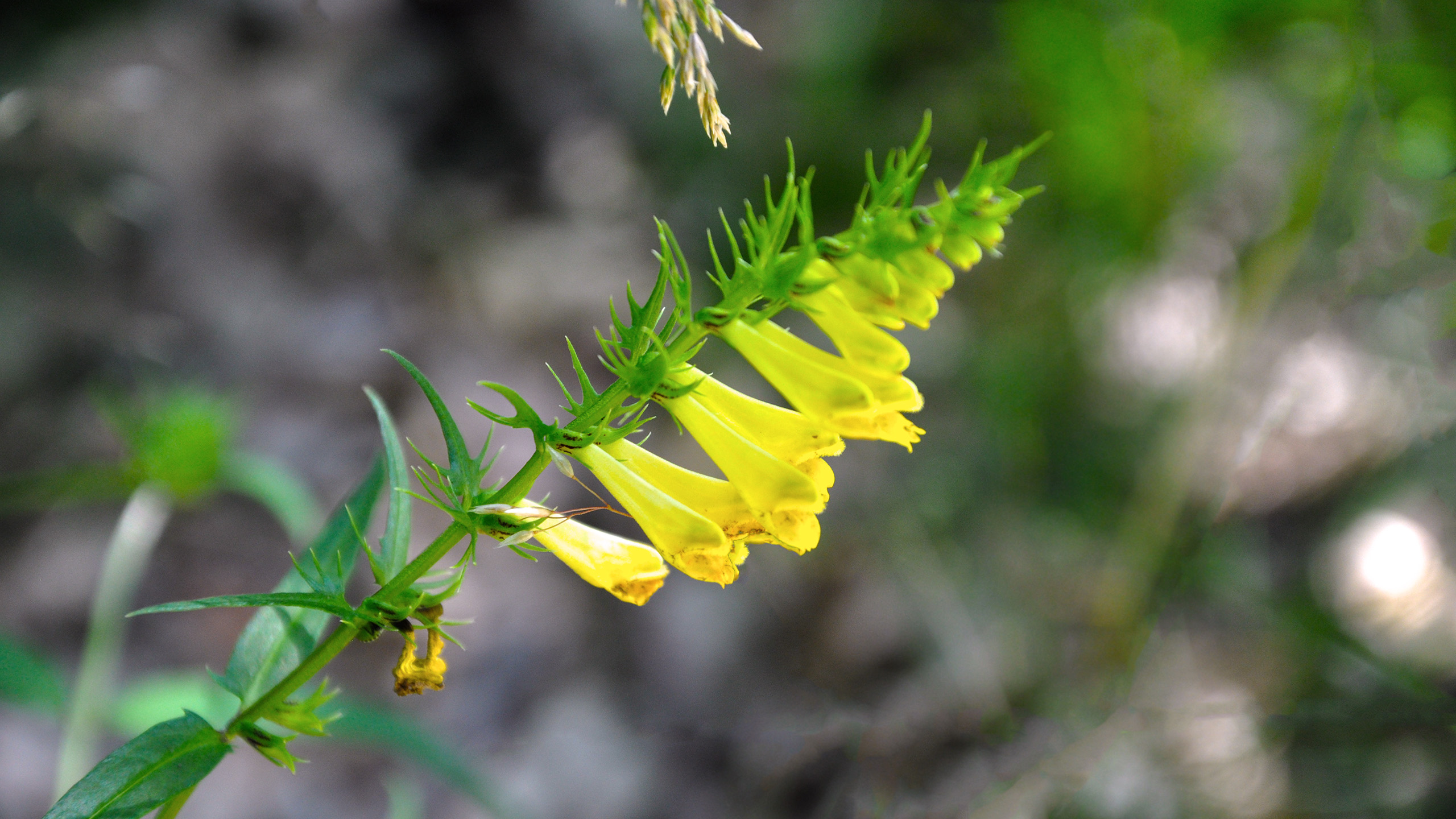 Handy-Wallpaper Blumen, Blume, Erde/natur kostenlos herunterladen.