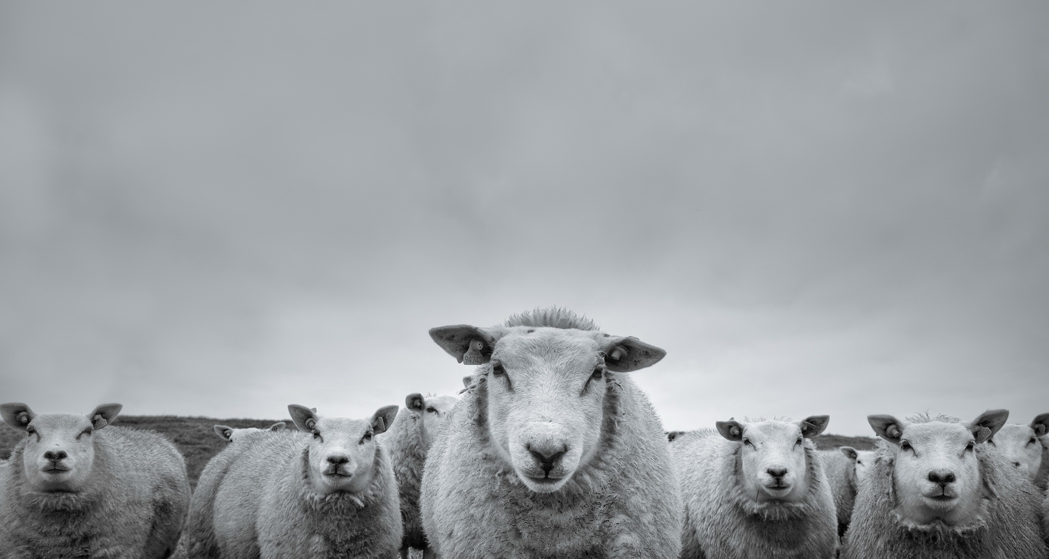 Laden Sie das Tiere, Schwarz Weiß, Schaf, Starren-Bild kostenlos auf Ihren PC-Desktop herunter