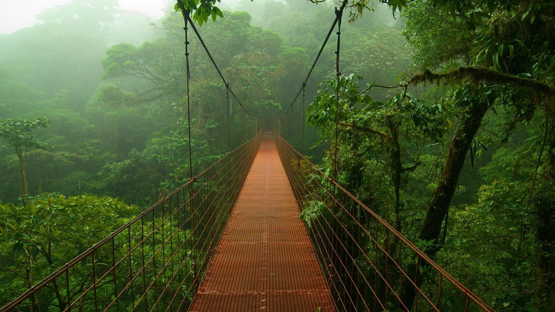 jungle, man made, bridge, forest, rainforest