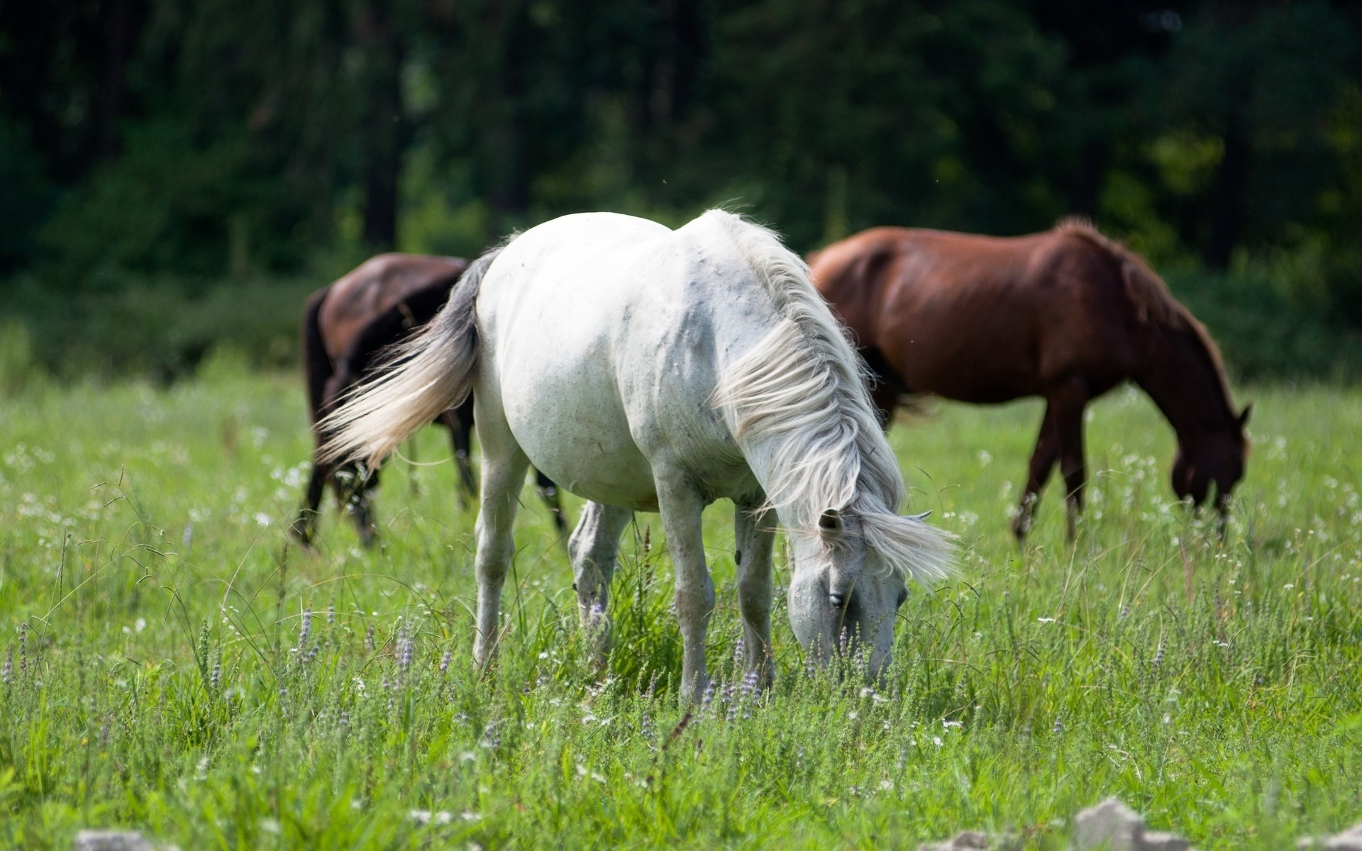 Descarga gratuita de fondo de pantalla para móvil de Animales, Caballo.