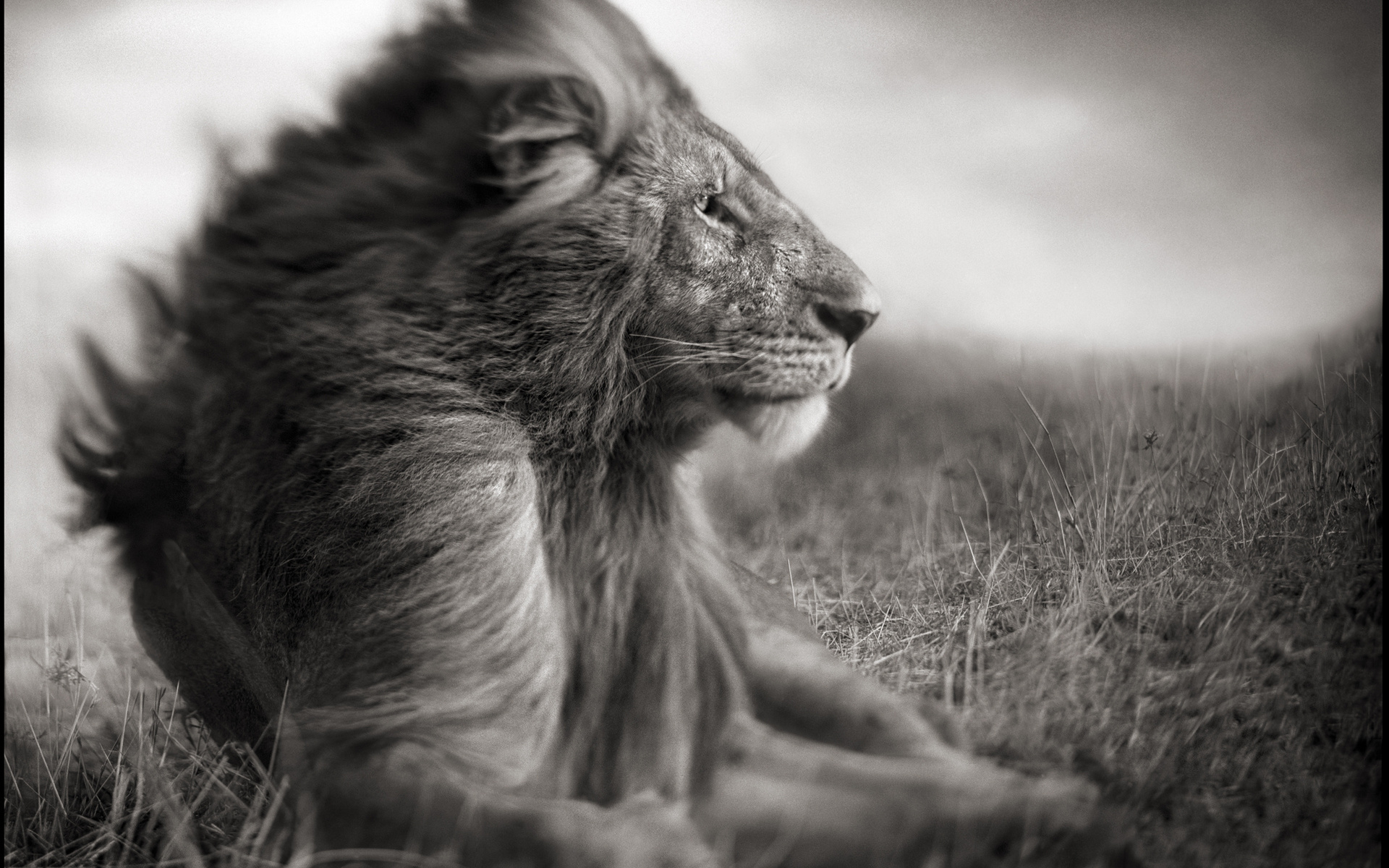 Laden Sie das Tiere, Löwe-Bild kostenlos auf Ihren PC-Desktop herunter