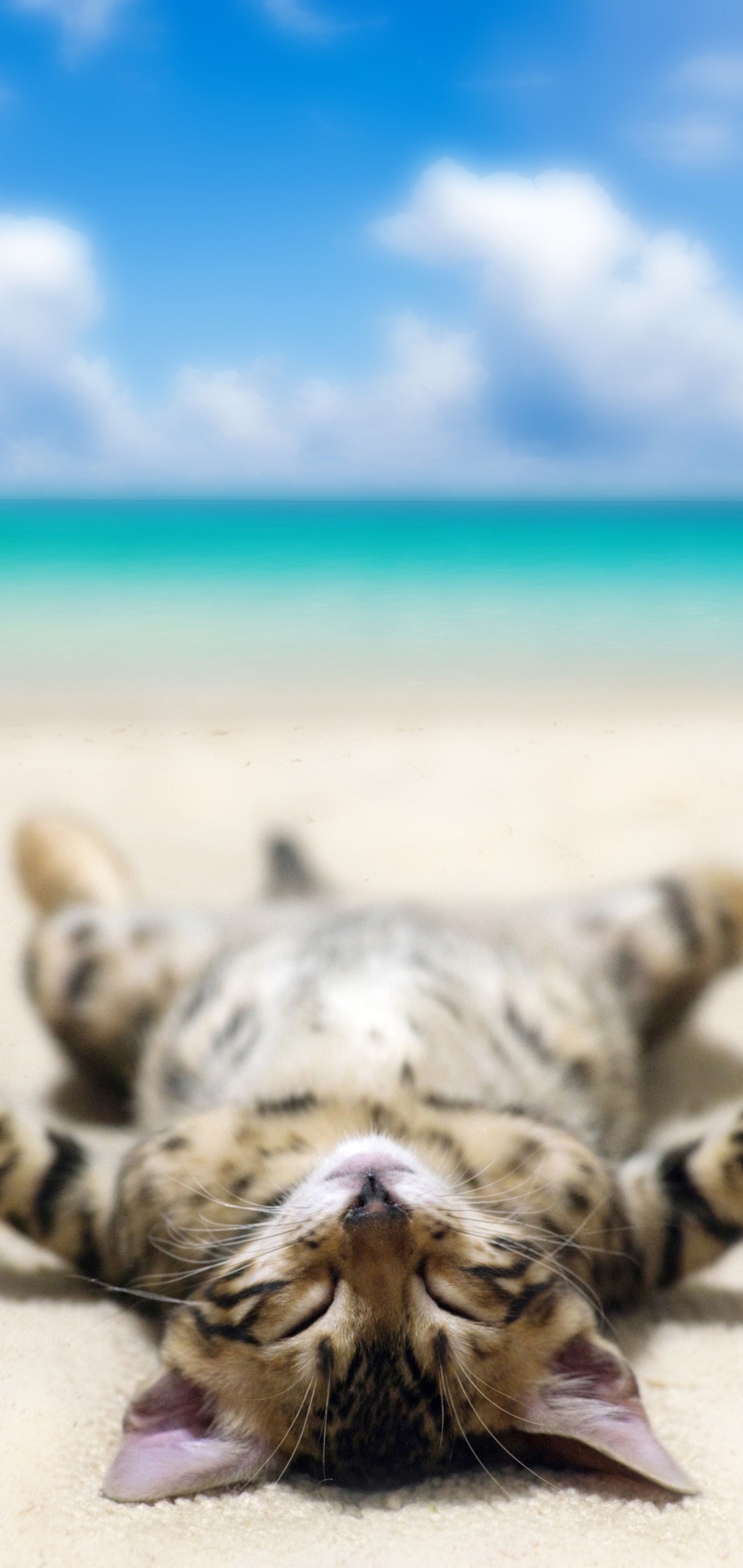 Скачать картинку Юмор, Пляж, Кошка, Кошки, Лежа в телефон бесплатно.