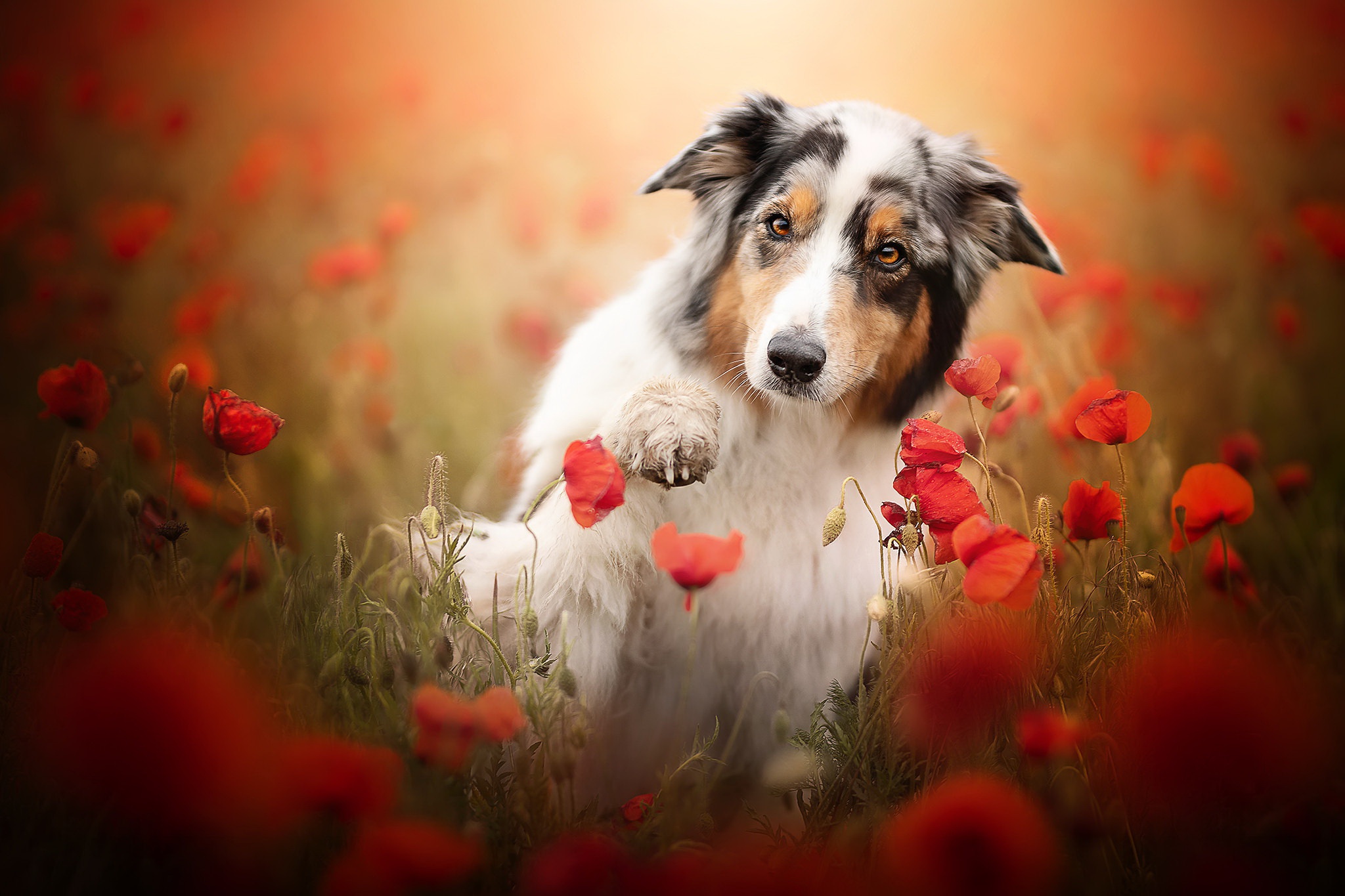 Download mobile wallpaper Dogs, Flower, Dog, Animal, Australian Shepherd, Poppy, Red Flower for free.