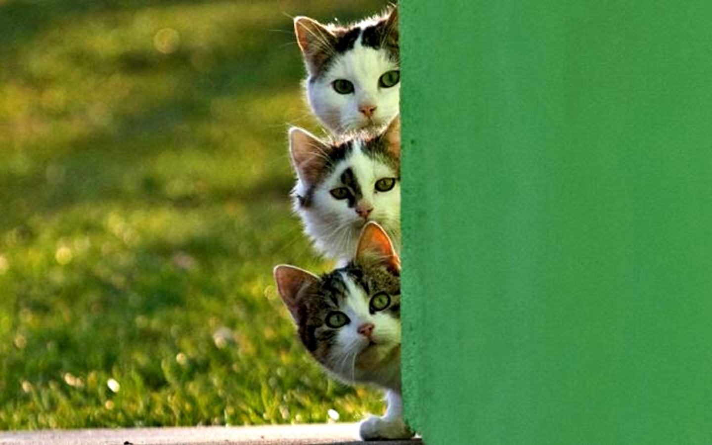 Téléchargez des papiers peints mobile Animaux, Chat, Fermer gratuitement.