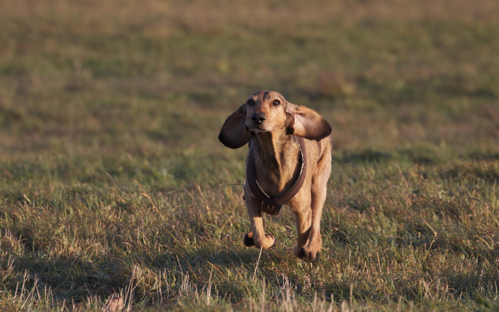 Téléchargez gratuitement l'image Animaux, Chiens, Chien sur le bureau de votre PC