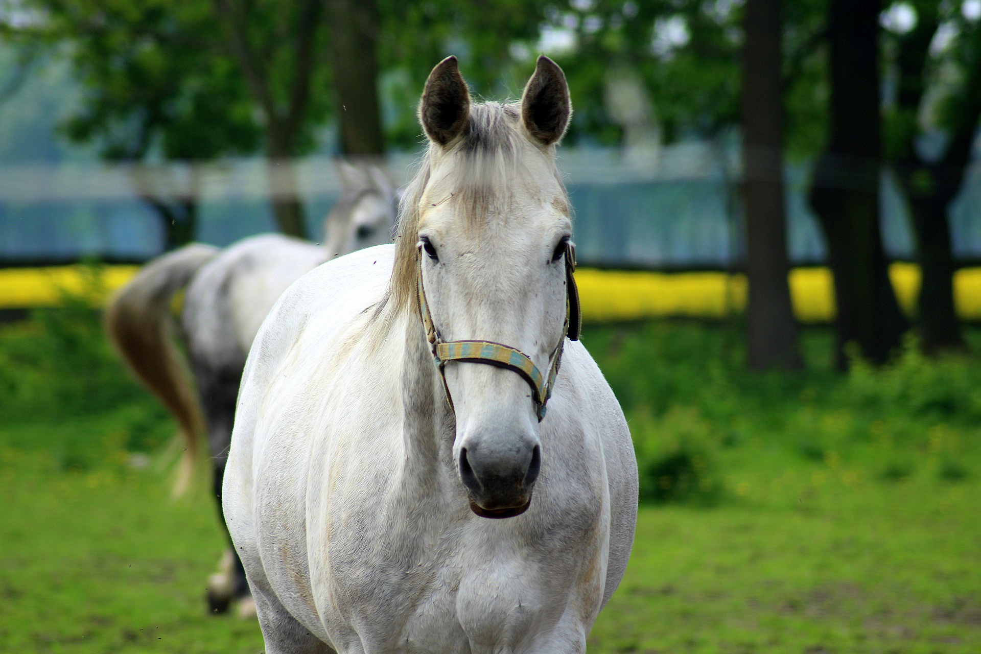 Download mobile wallpaper Animal, Horse, Depth Of Field for free.