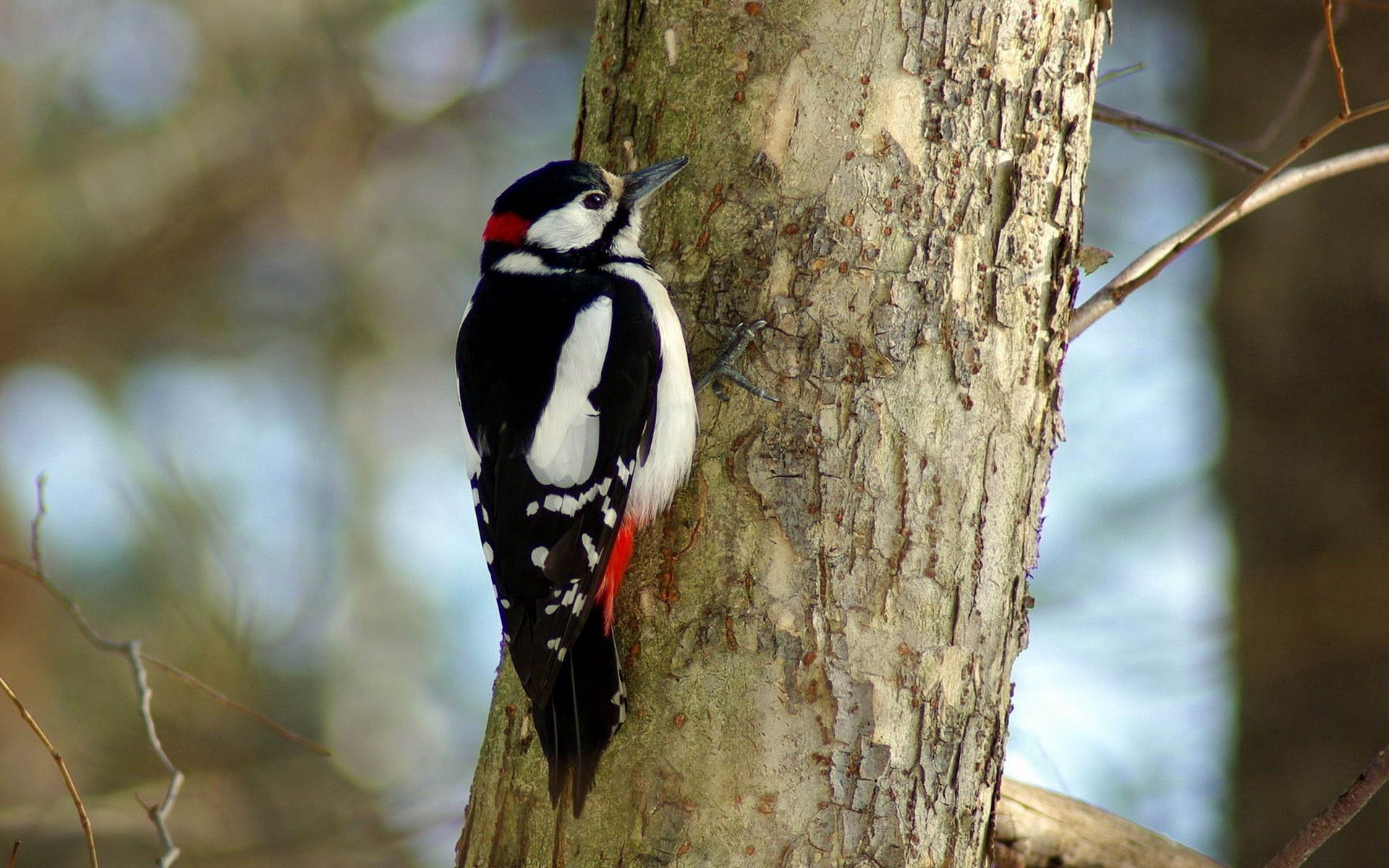 bird, animals, wood, tree, woodpecker
