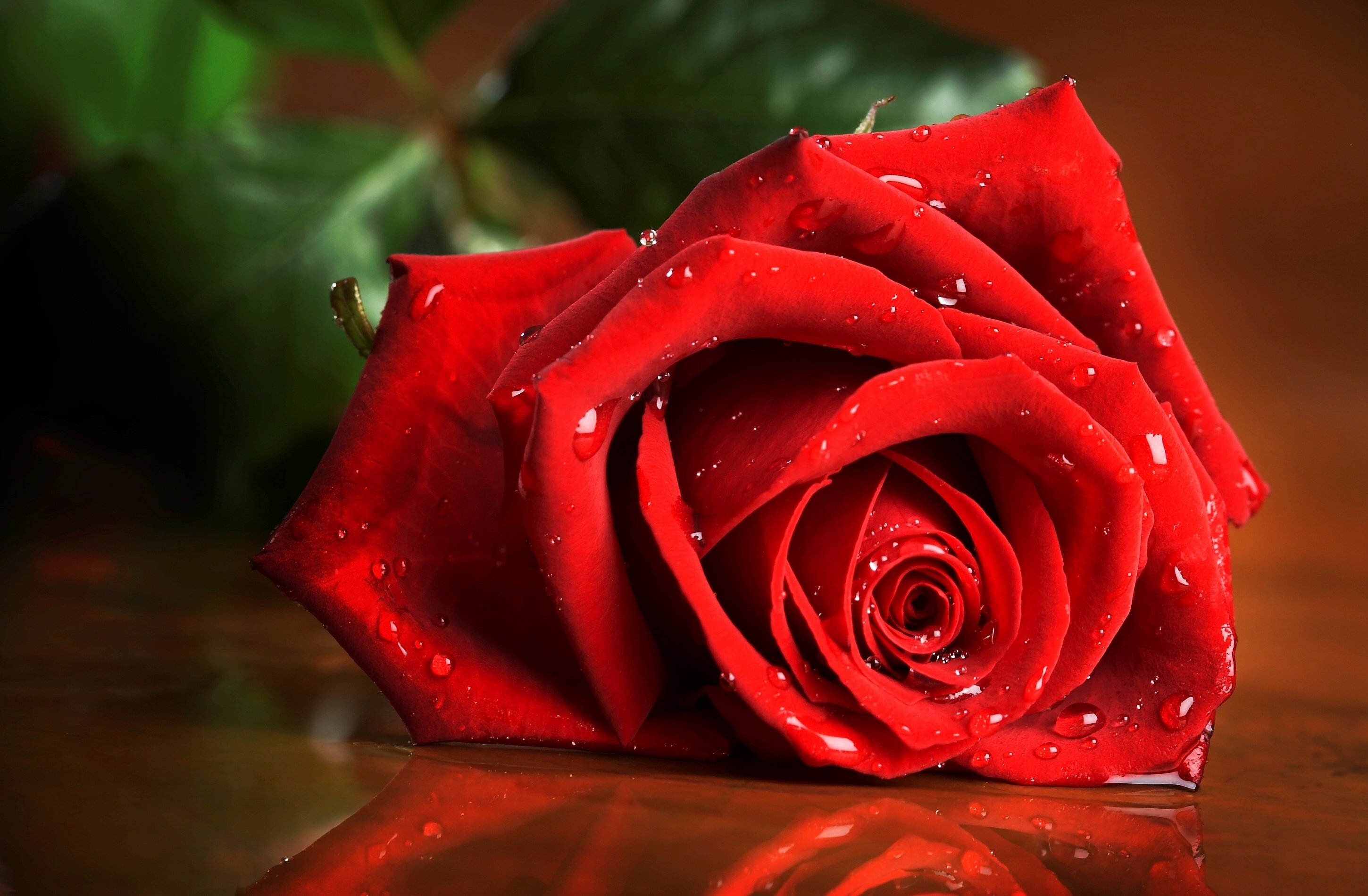 Download mobile wallpaper Red Flower, Close Up, Red Rose, Flowers, Nature, Flower, Rose, Earth for free.