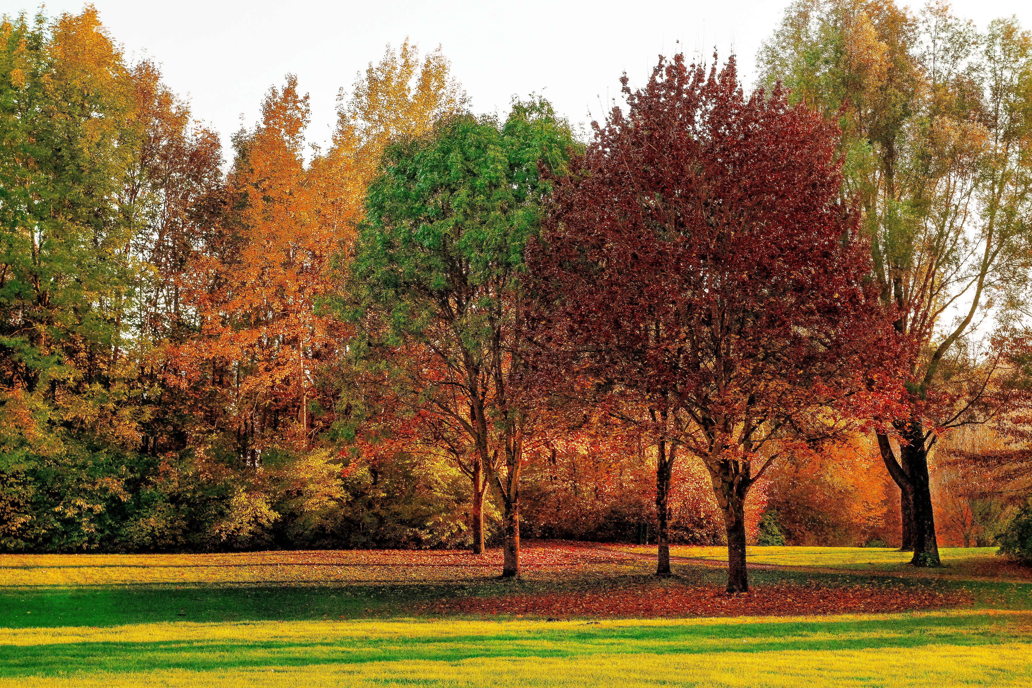 park, autumn, foliage, nature, trees cellphone