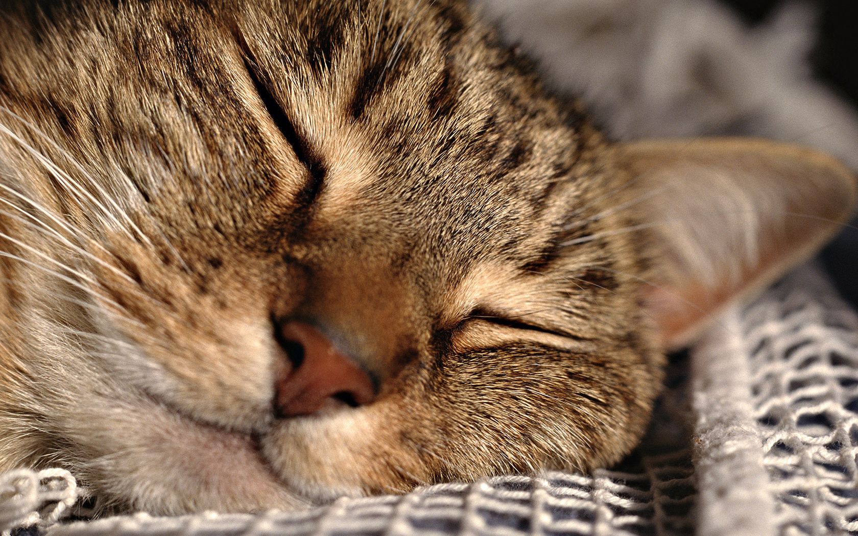 animals, cat, muzzle, close up, grid, sleep, dream