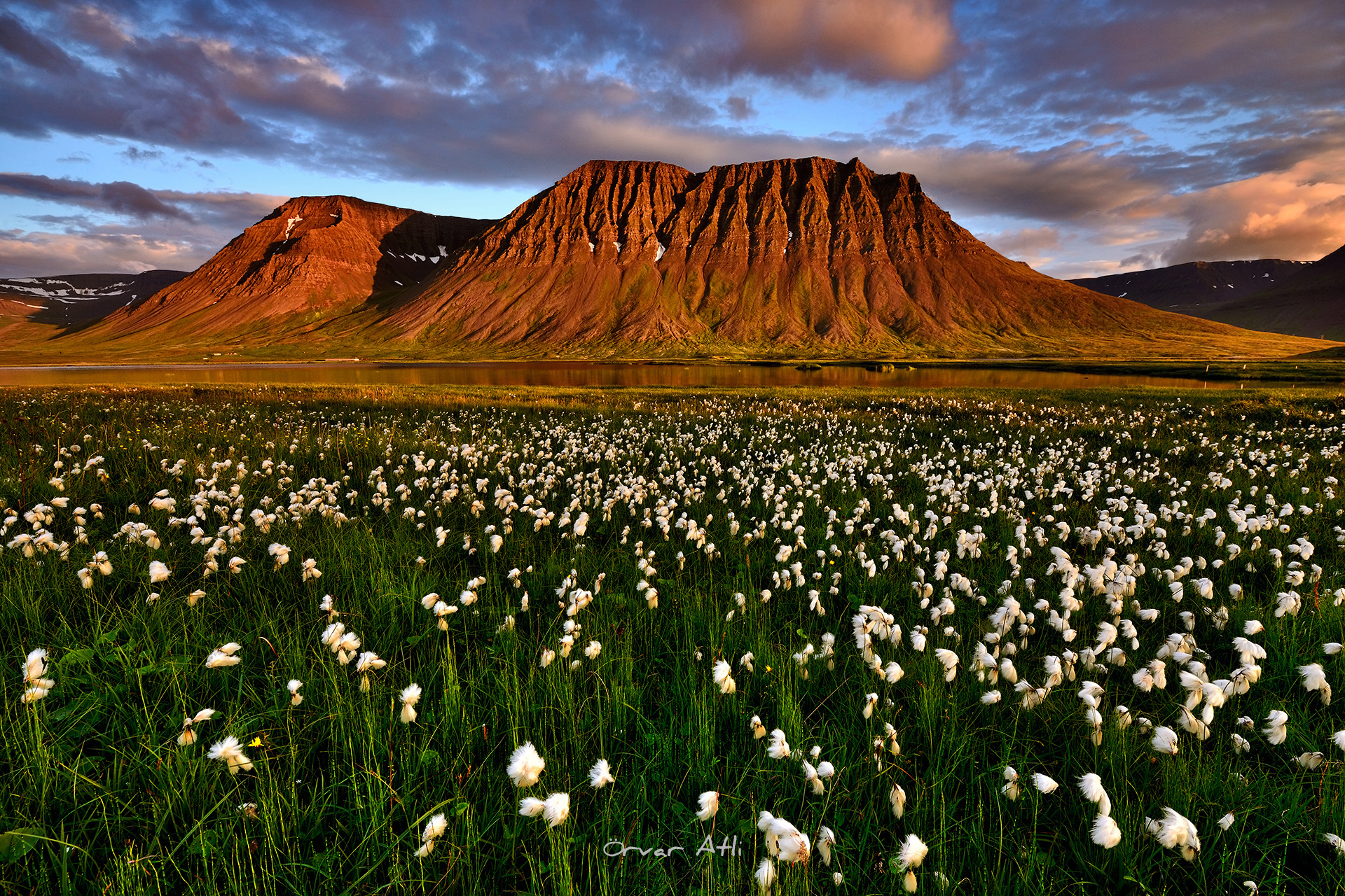 Скачать картинку Горы, Гора, Цветок, Поле, Исландия, Ландшафт, Белый Цветок, Земля/природа в телефон бесплатно.