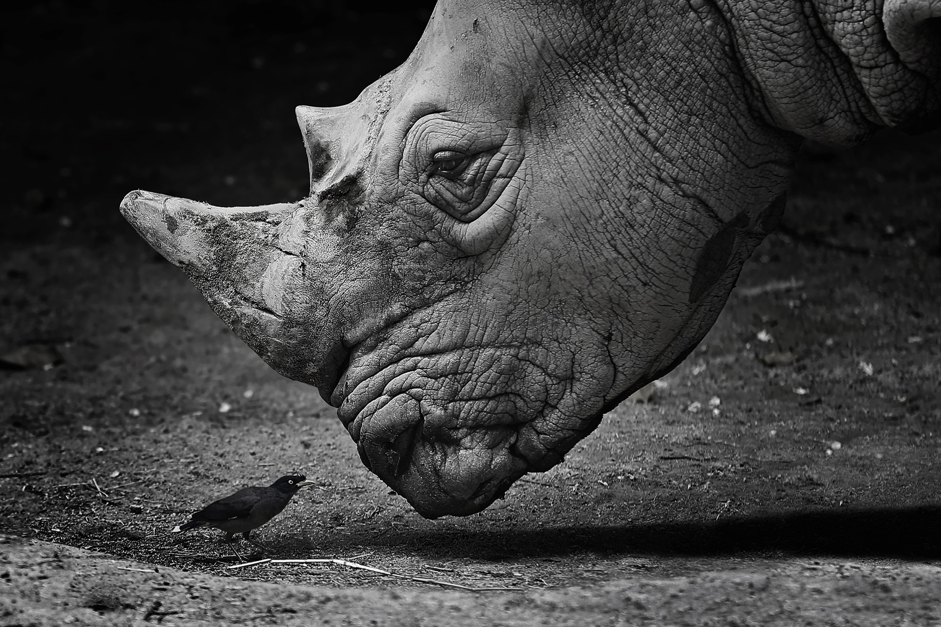 439922 baixar papel de parede animais, rinoceronte, pássaro, preto & branco, fechar se - protetores de tela e imagens gratuitamente
