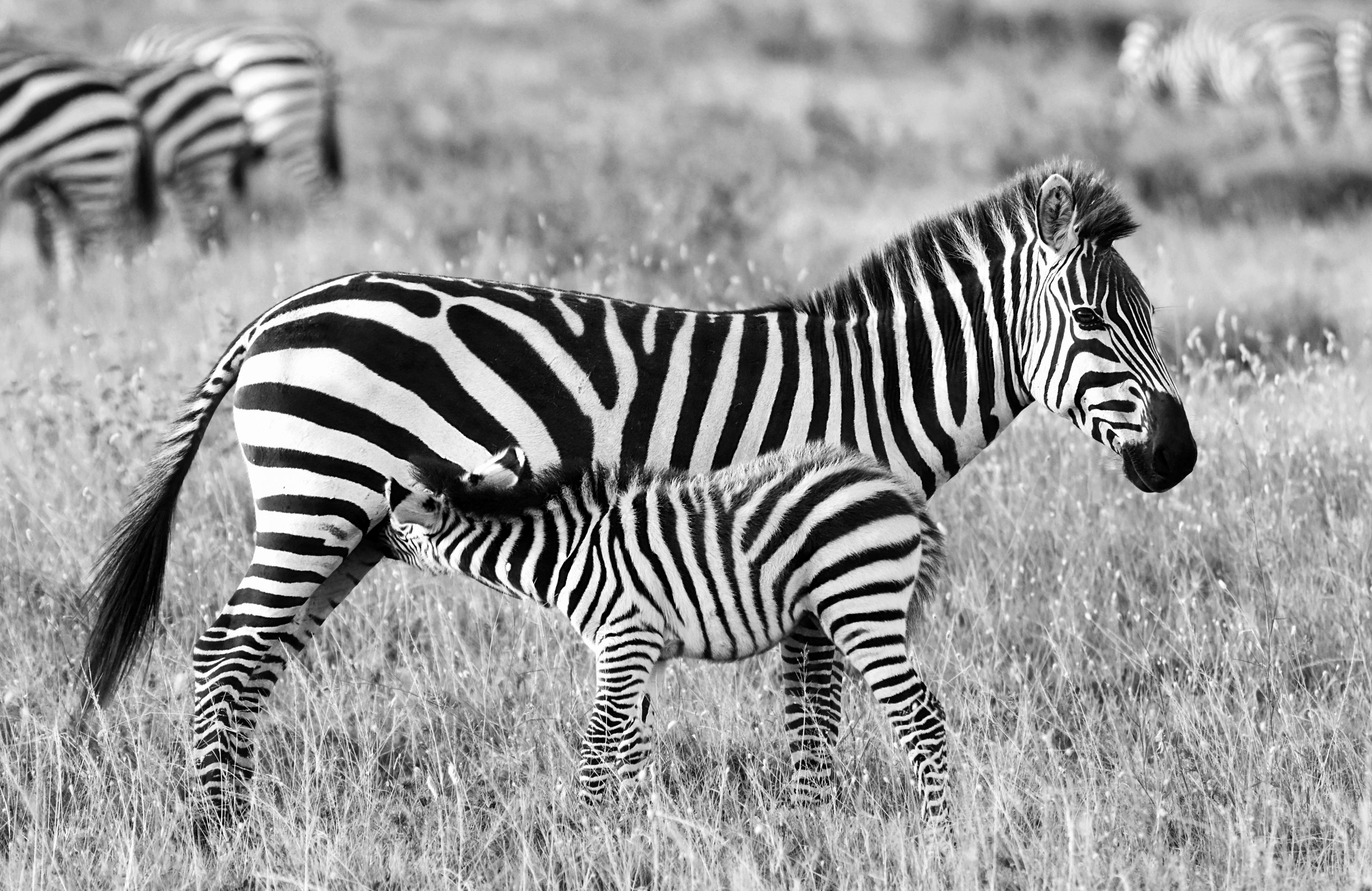 Free download wallpaper Zebra, Animal, Black & White on your PC desktop