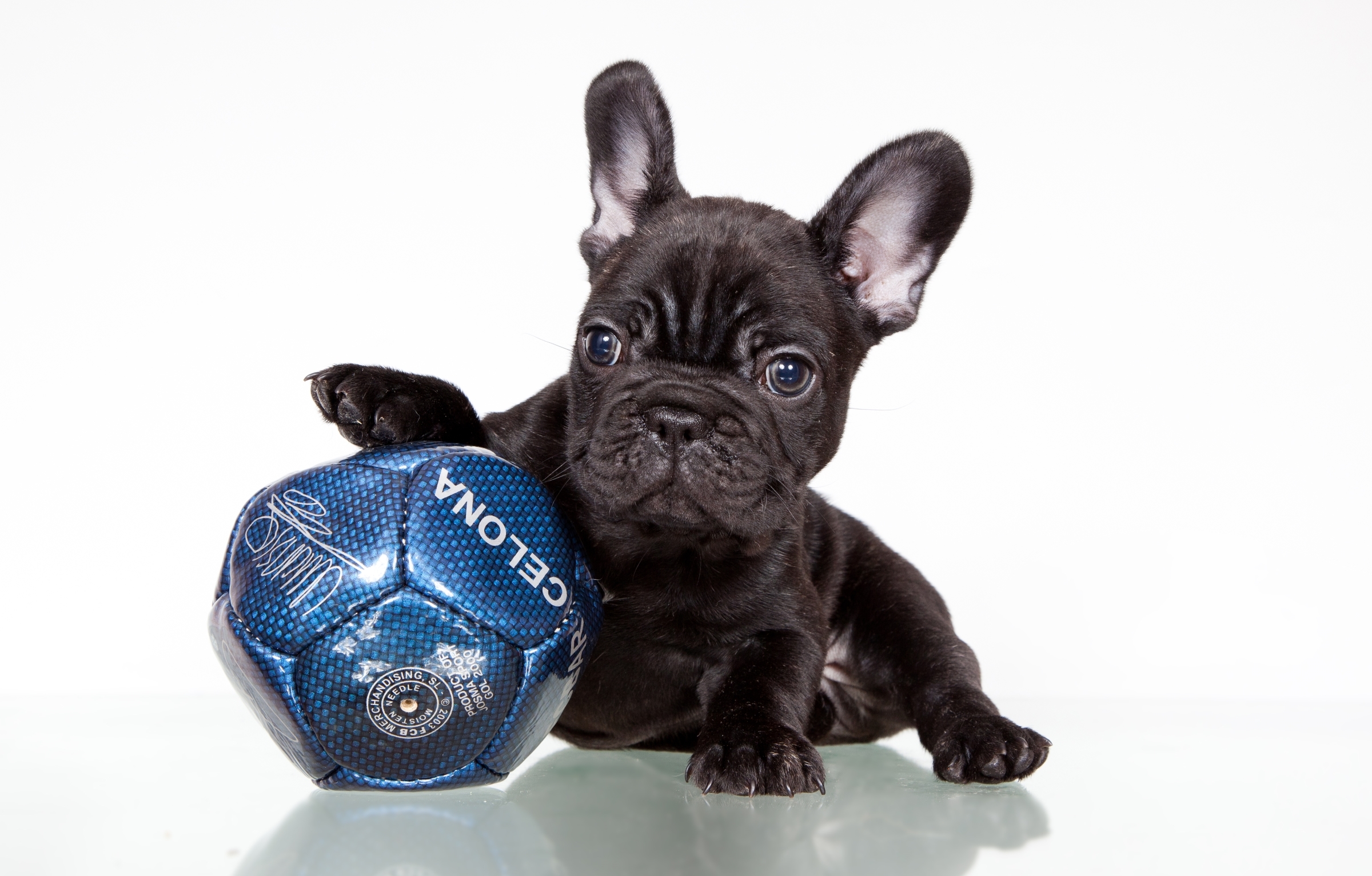 Download mobile wallpaper Dogs, Dog, Muzzle, Ball, Animal, Puppy, French Bulldog, Baby Animal for free.