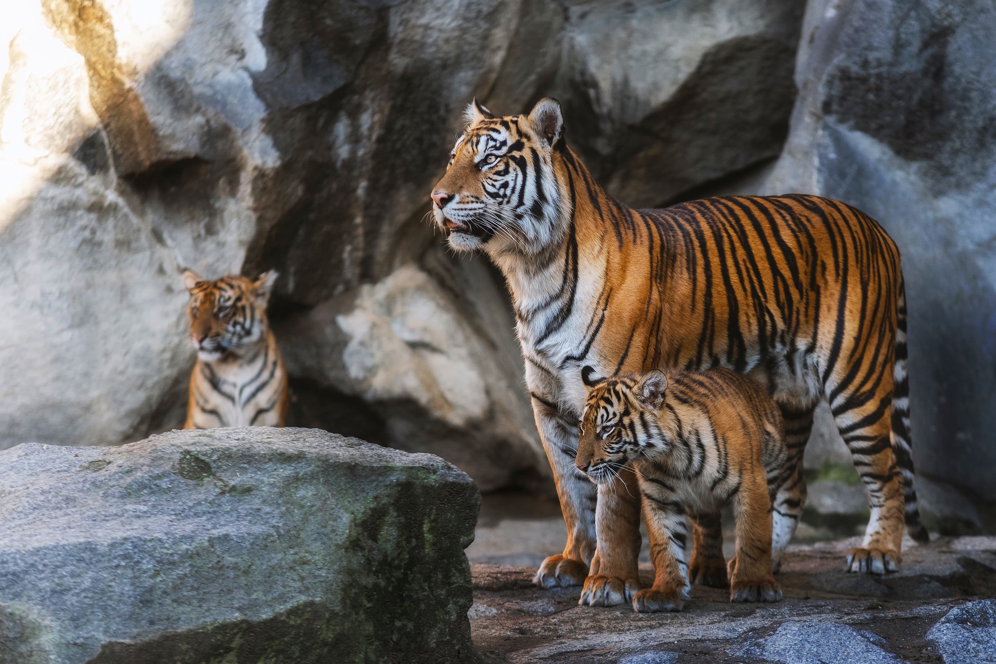 Download mobile wallpaper Cats, Tiger, Animal, Baby Animal, Cub for free.