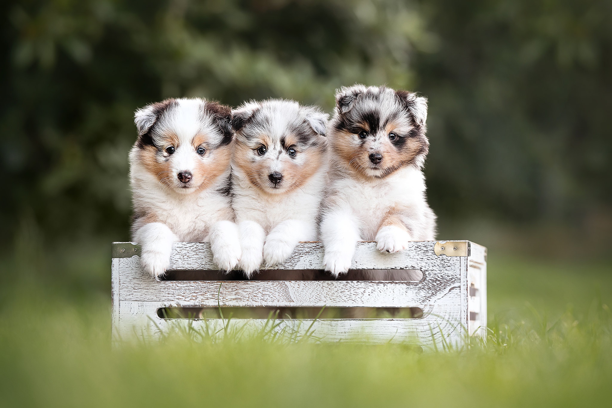 Download mobile wallpaper Dogs, Dog, Animal, Puppy, Border Collie, Baby Animal for free.