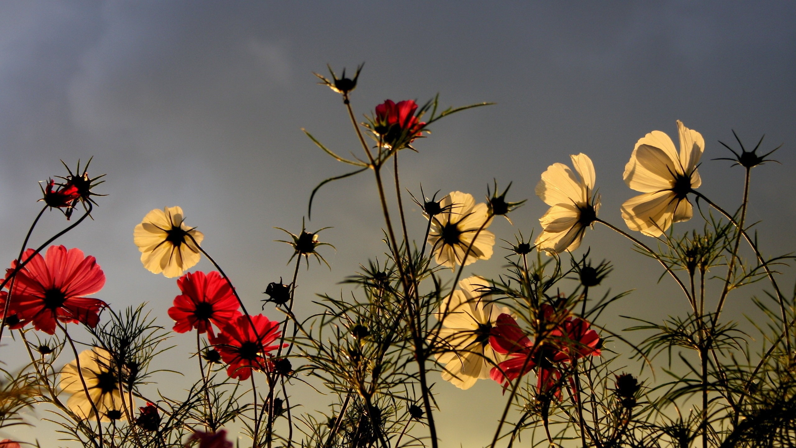 Free download wallpaper Flowers, Flower, Earth on your PC desktop