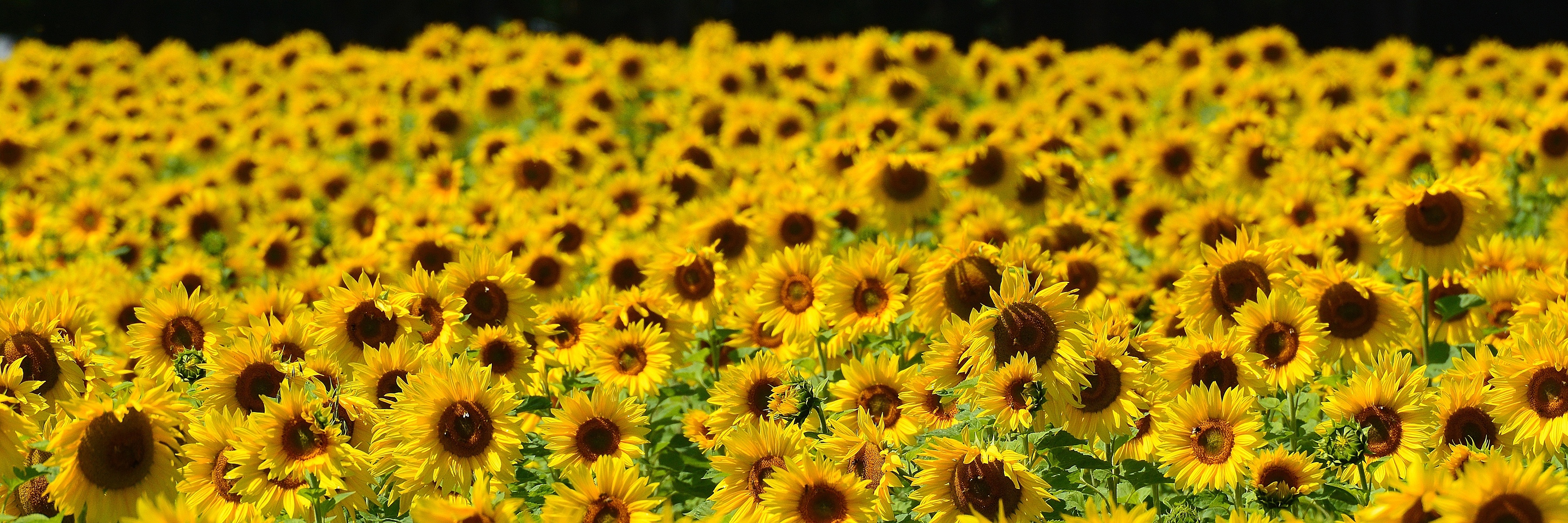 Download mobile wallpaper Nature, Flowers, Summer, Flower, Earth, Field, Sunflower, Yellow Flower for free.