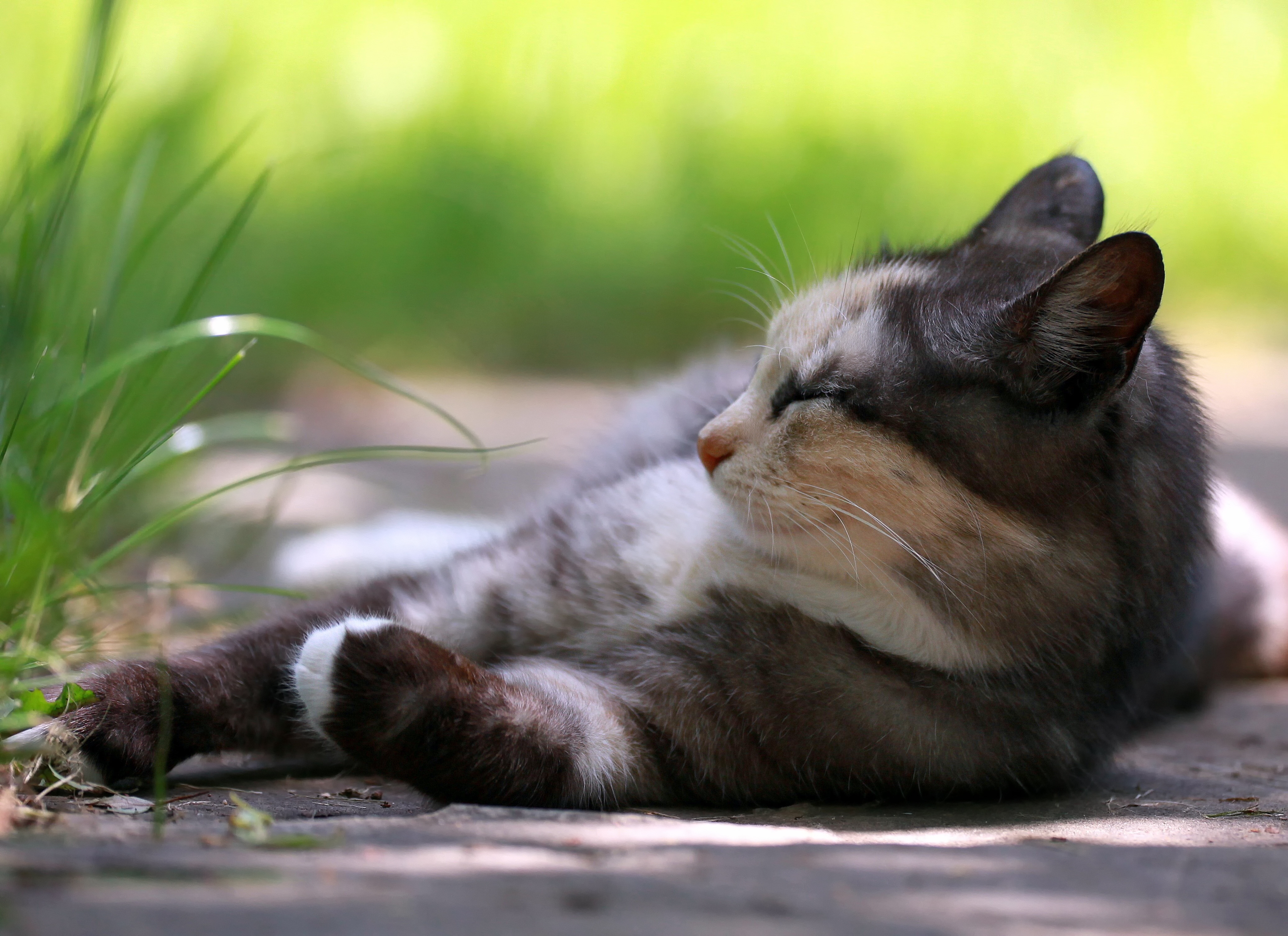 Download mobile wallpaper Grass, Animals, Rest, Relaxation, Cat for free.