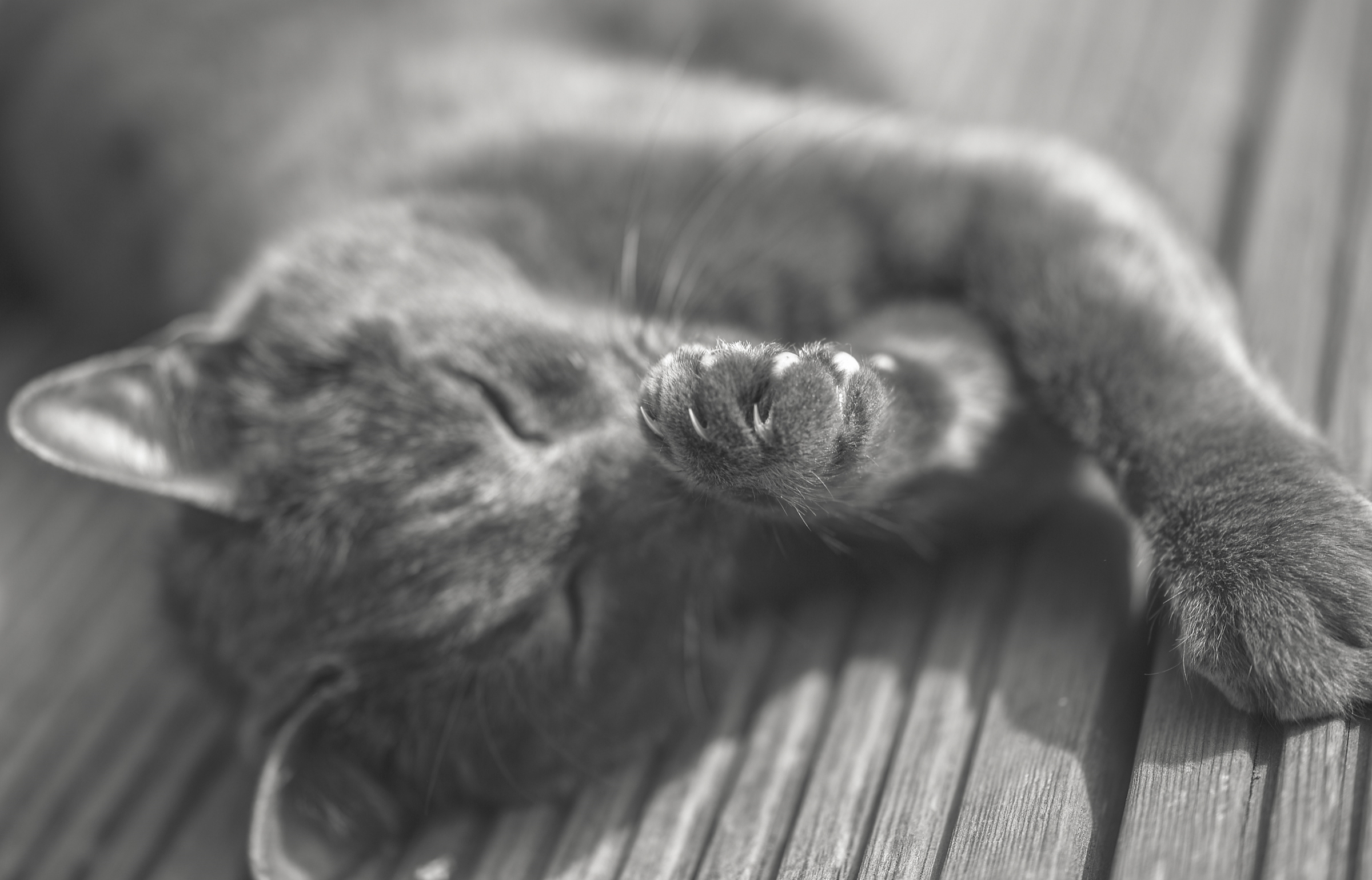 Descarga gratuita de fondo de pantalla para móvil de Animales, Gatos, Gato, Blanco Y Negro.