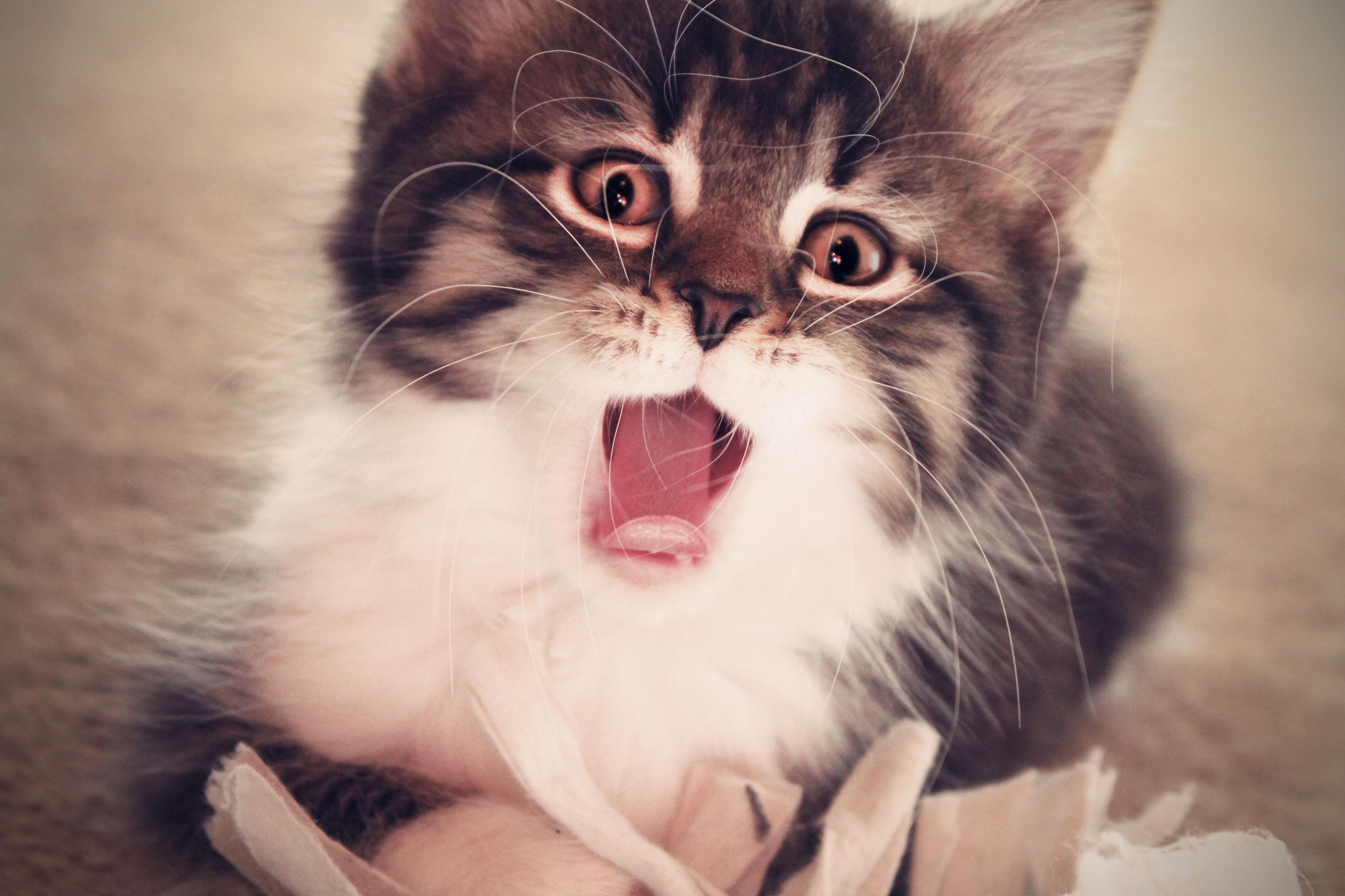 Download mobile wallpaper Fluffy, Kid, Tot, To Yawn, Yawn, Animals, Kitty, Kitten for free.