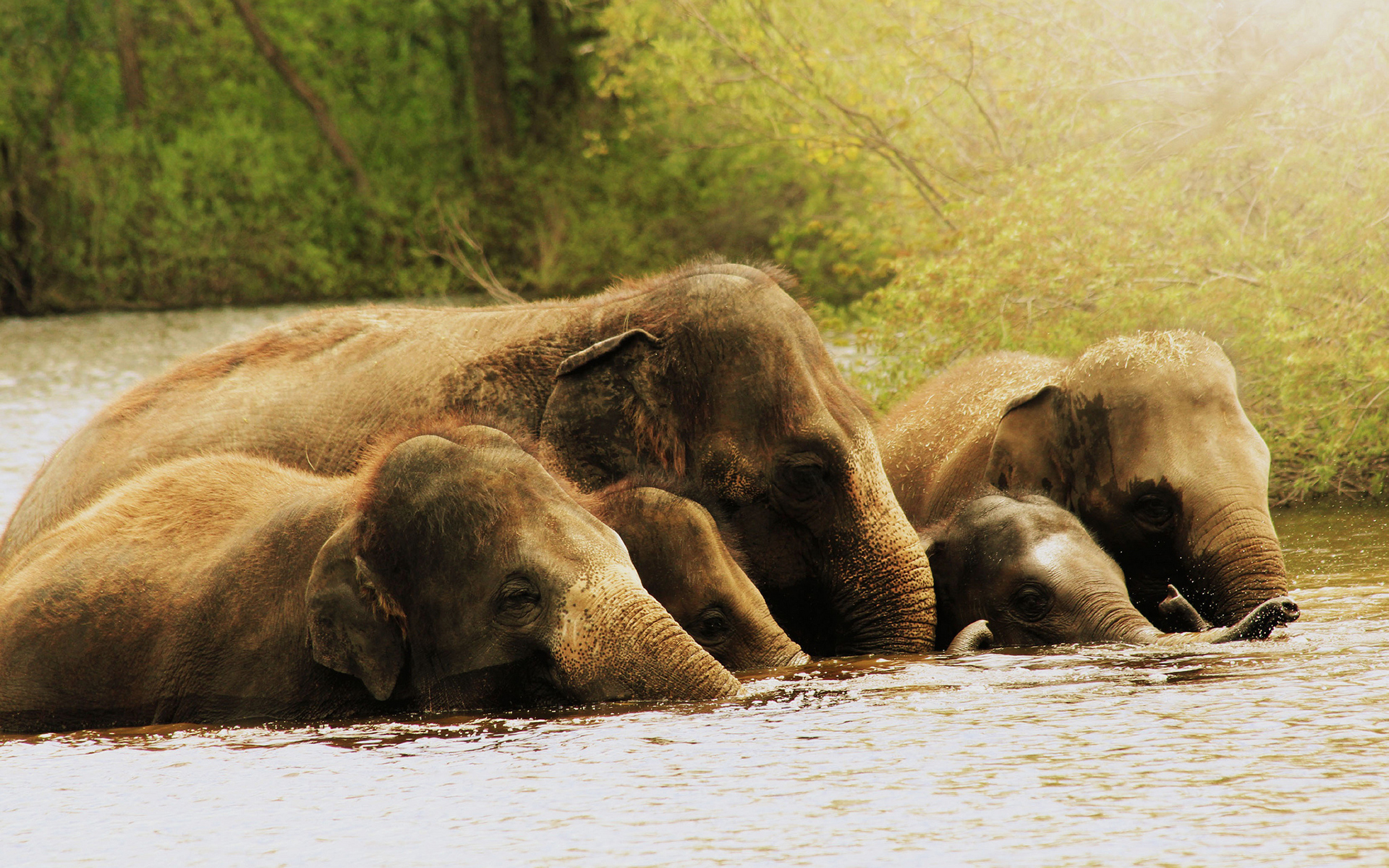 Descarga gratis la imagen Animales, Elefantes, Elefante Asiático en el escritorio de tu PC