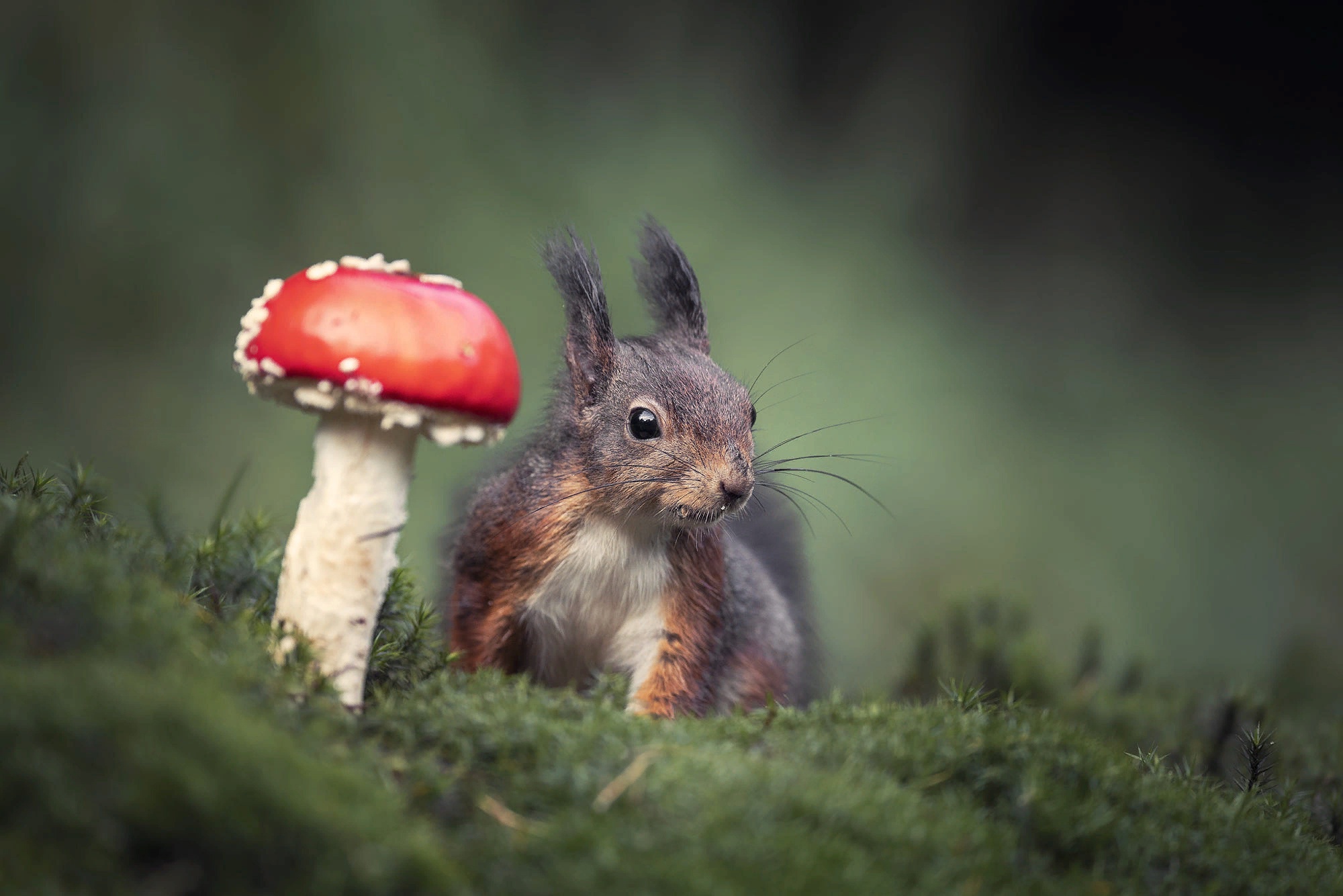 Free download wallpaper Squirrel, Animal, Mushroom, Rodent on your PC desktop