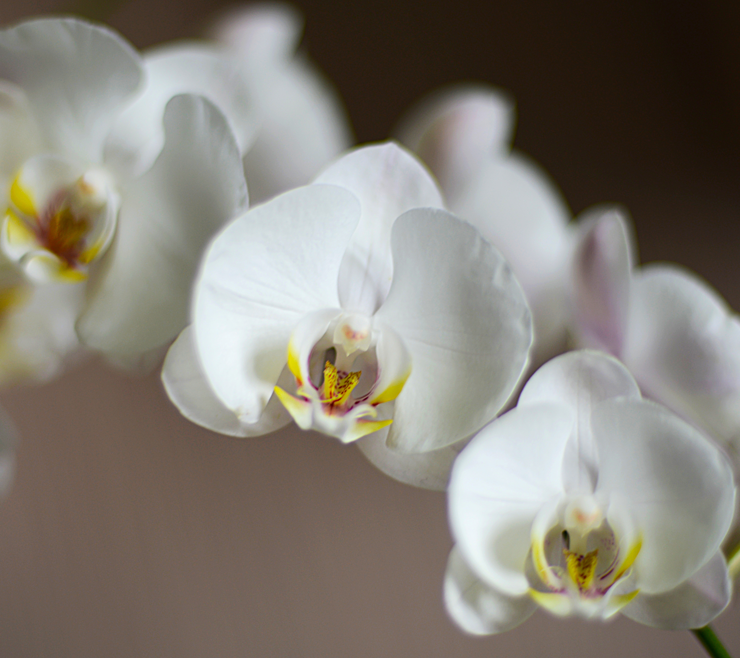 Descarga gratuita de fondo de pantalla para móvil de Flores, Flor, Orquídea, Tierra/naturaleza.