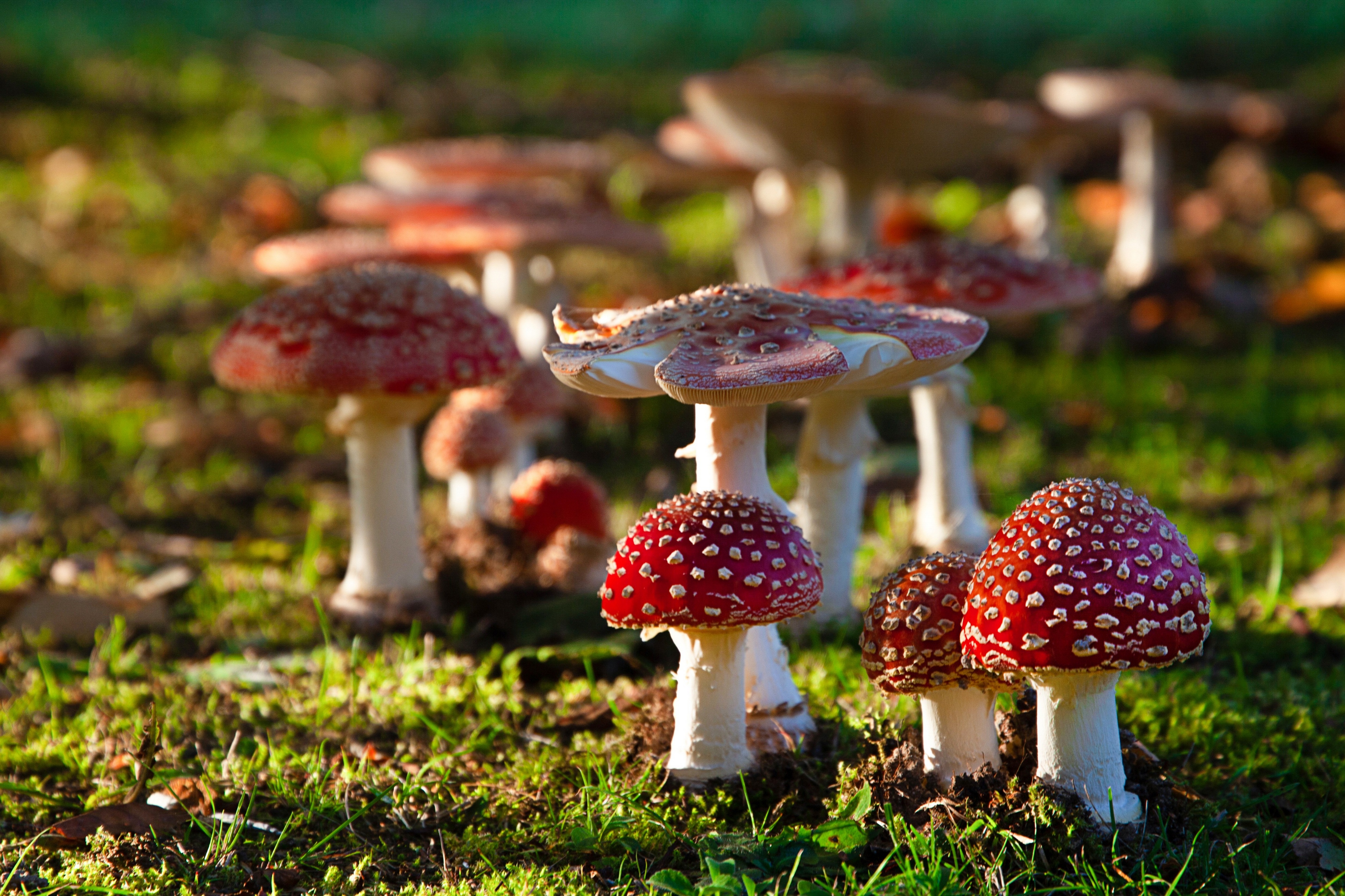 Téléchargez des papiers peints mobile Champignon, La Nature, Terre/nature gratuitement.