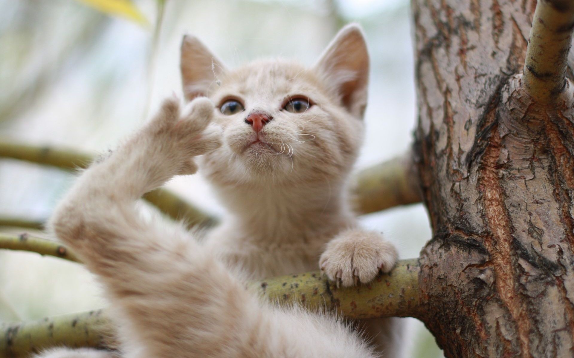 Baixe gratuitamente a imagem Animais, Gatos, Gato na área de trabalho do seu PC