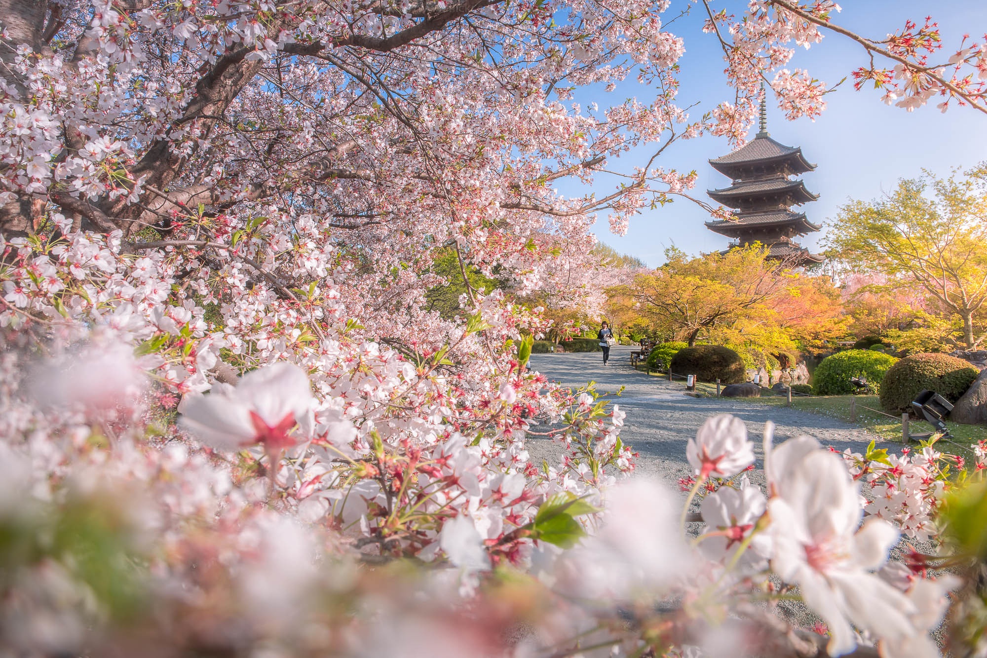 Baixar papel de parede para celular de Sakura, Parque, Floração, Pagode, Japão, Templo, Primavera, Templos, Quioto, Religioso, Templo Toji gratuito.
