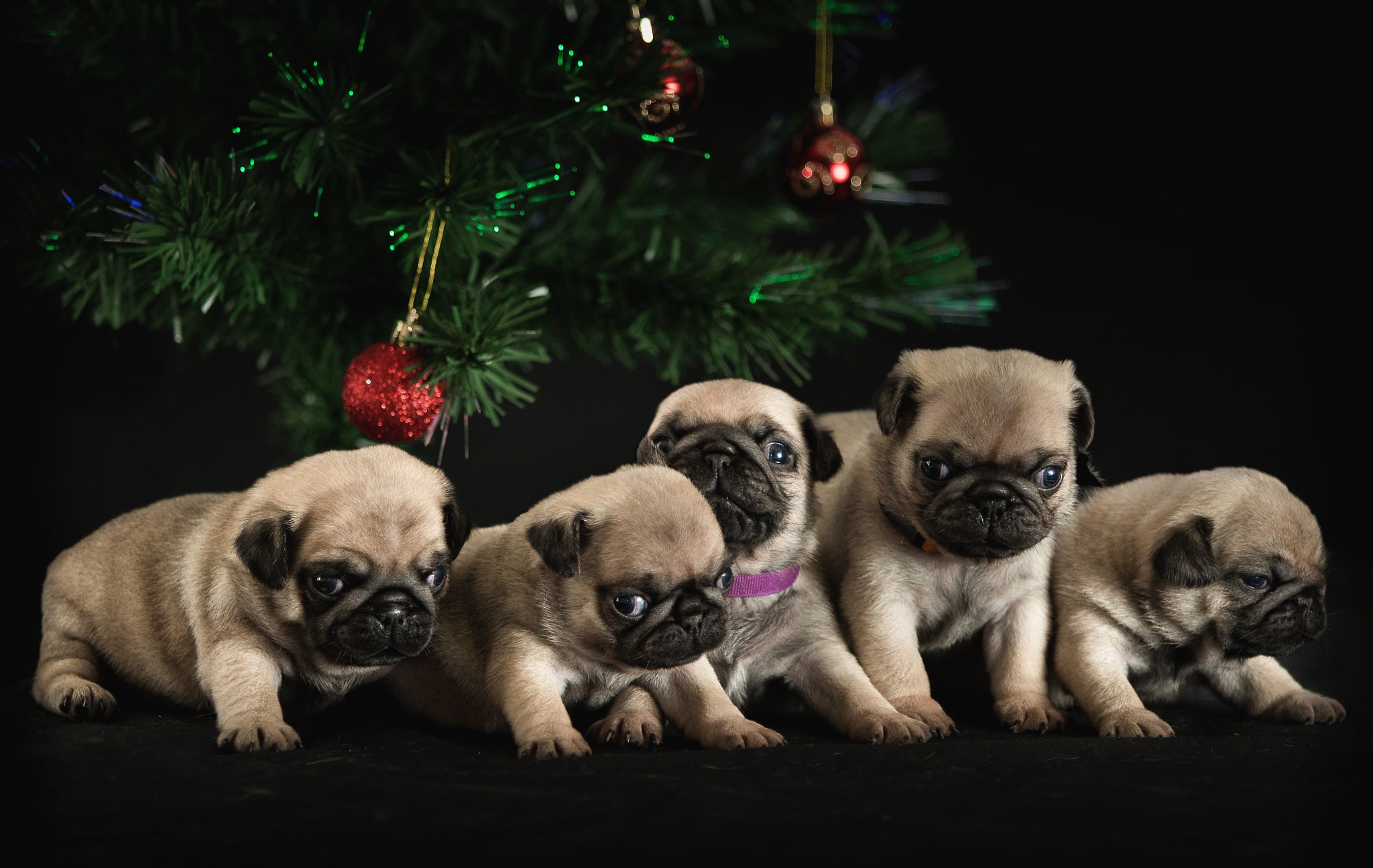 Download mobile wallpaper Dogs, Dog, Animal, Puppy, Pug, Baby Animal for free.