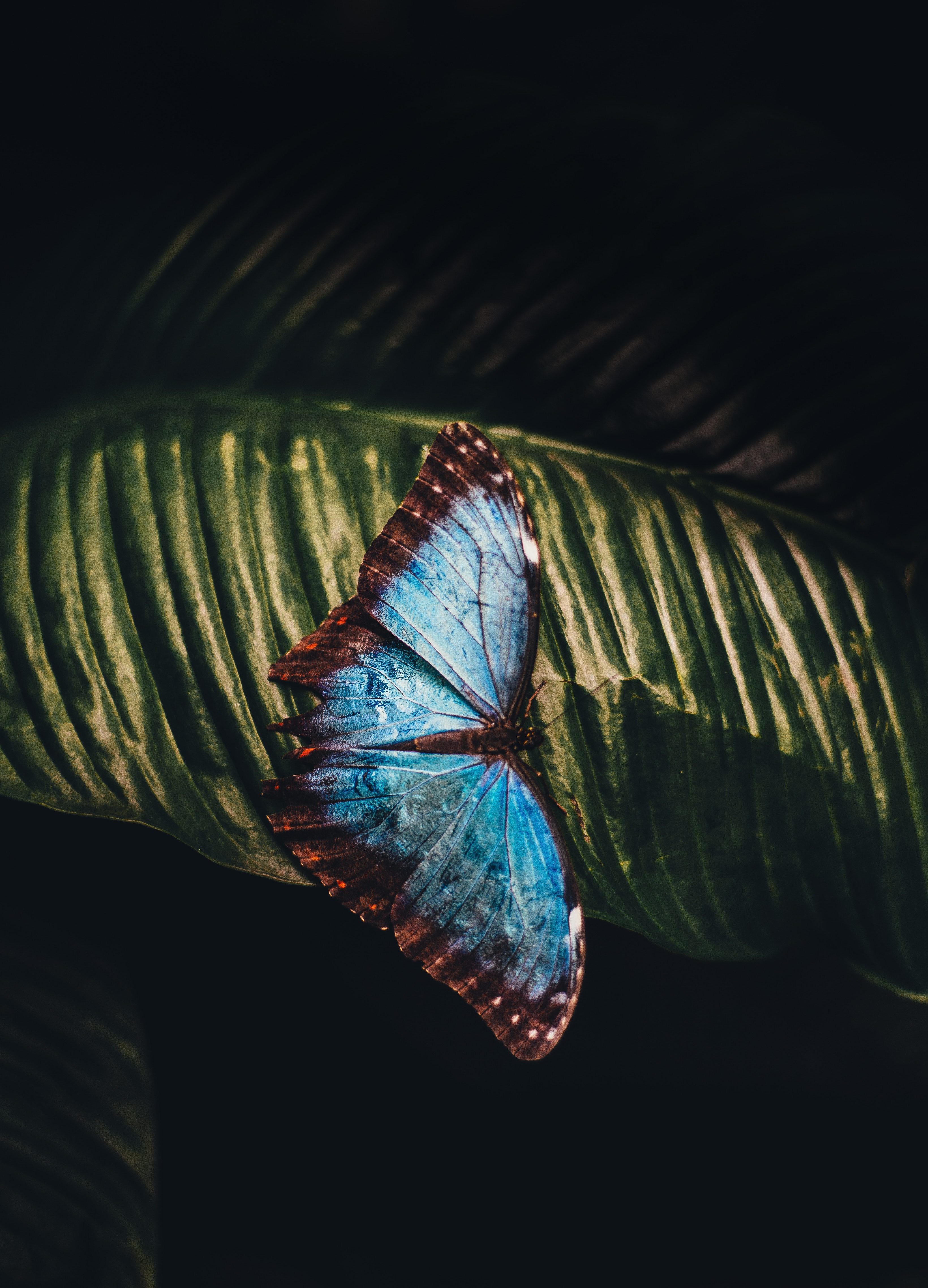 Téléchargez gratuitement l'image Feuille, Insecte, Papillon, Macro sur le bureau de votre PC