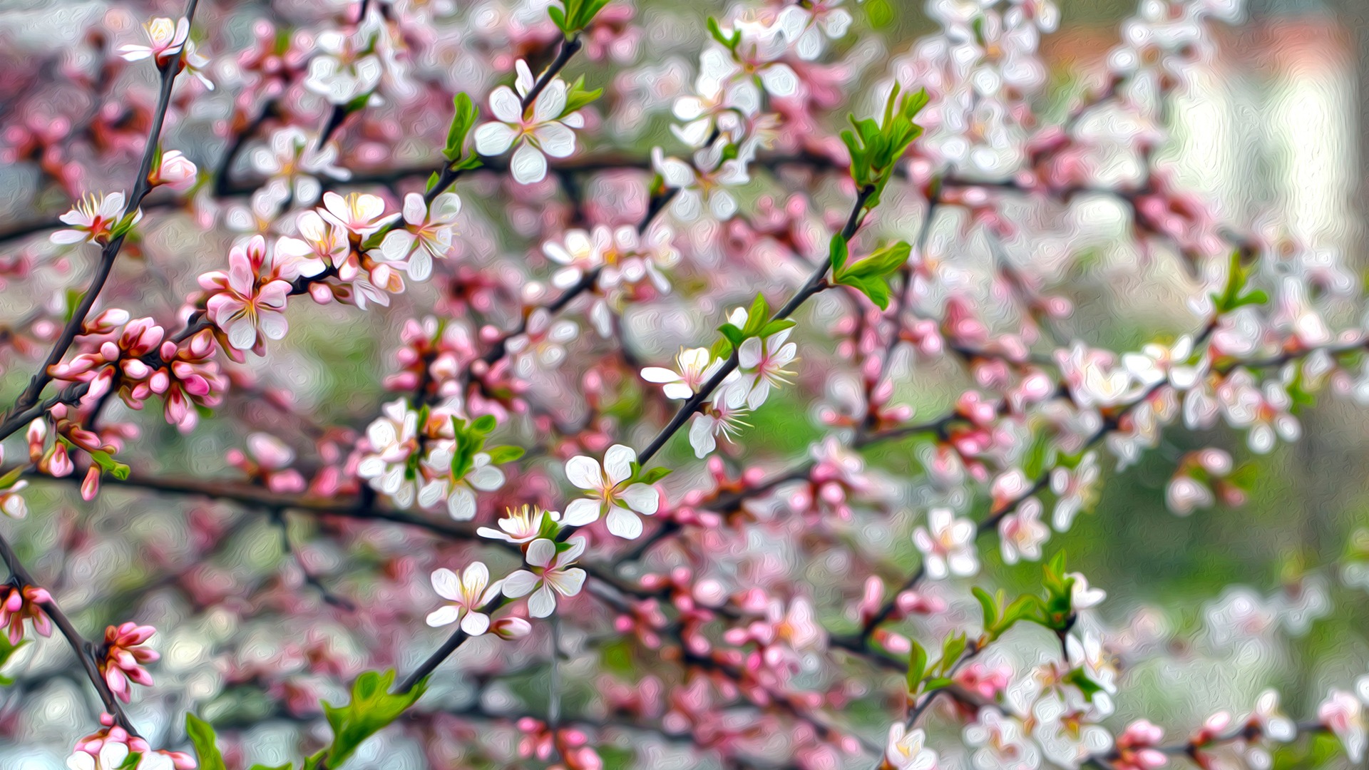 Free download wallpaper Flowers, Flower, Tree, Close Up, Branch, Earth, Blossom, Apple Blossom on your PC desktop