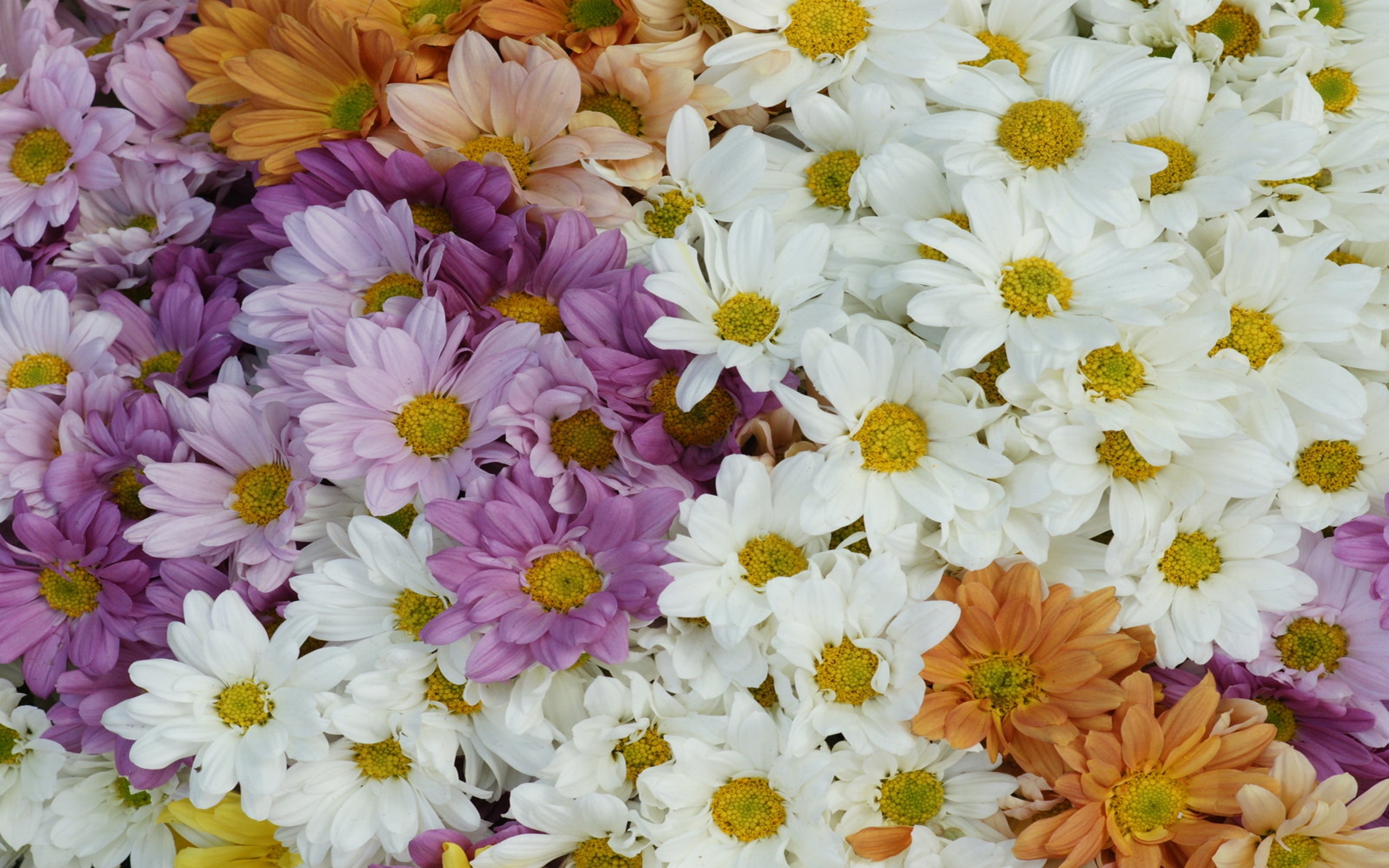 PCデスクトップにフラワーズ, 花, 地球, デイジー, 白い花, 紫色の花画像を無料でダウンロード