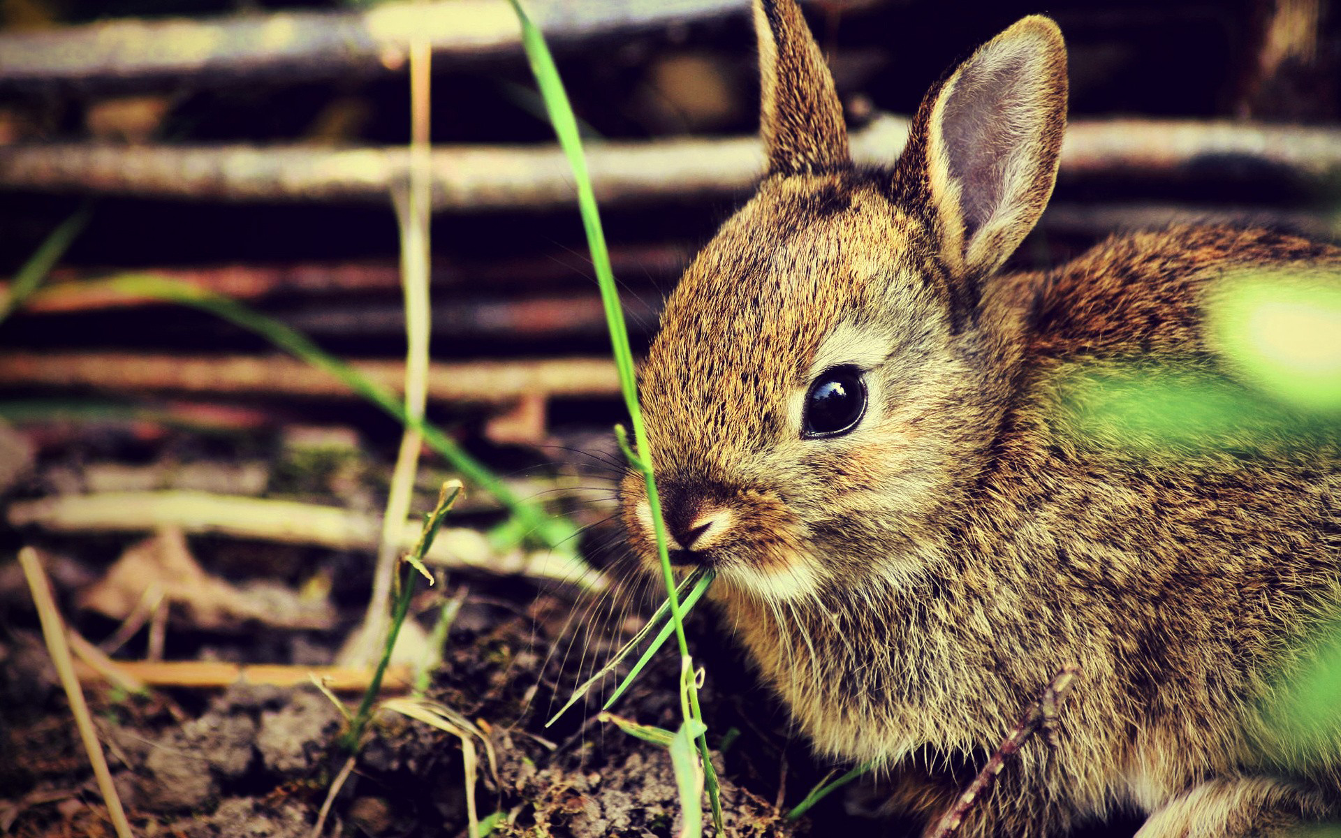 Descarga gratuita de fondo de pantalla para móvil de Animales, Conejo.