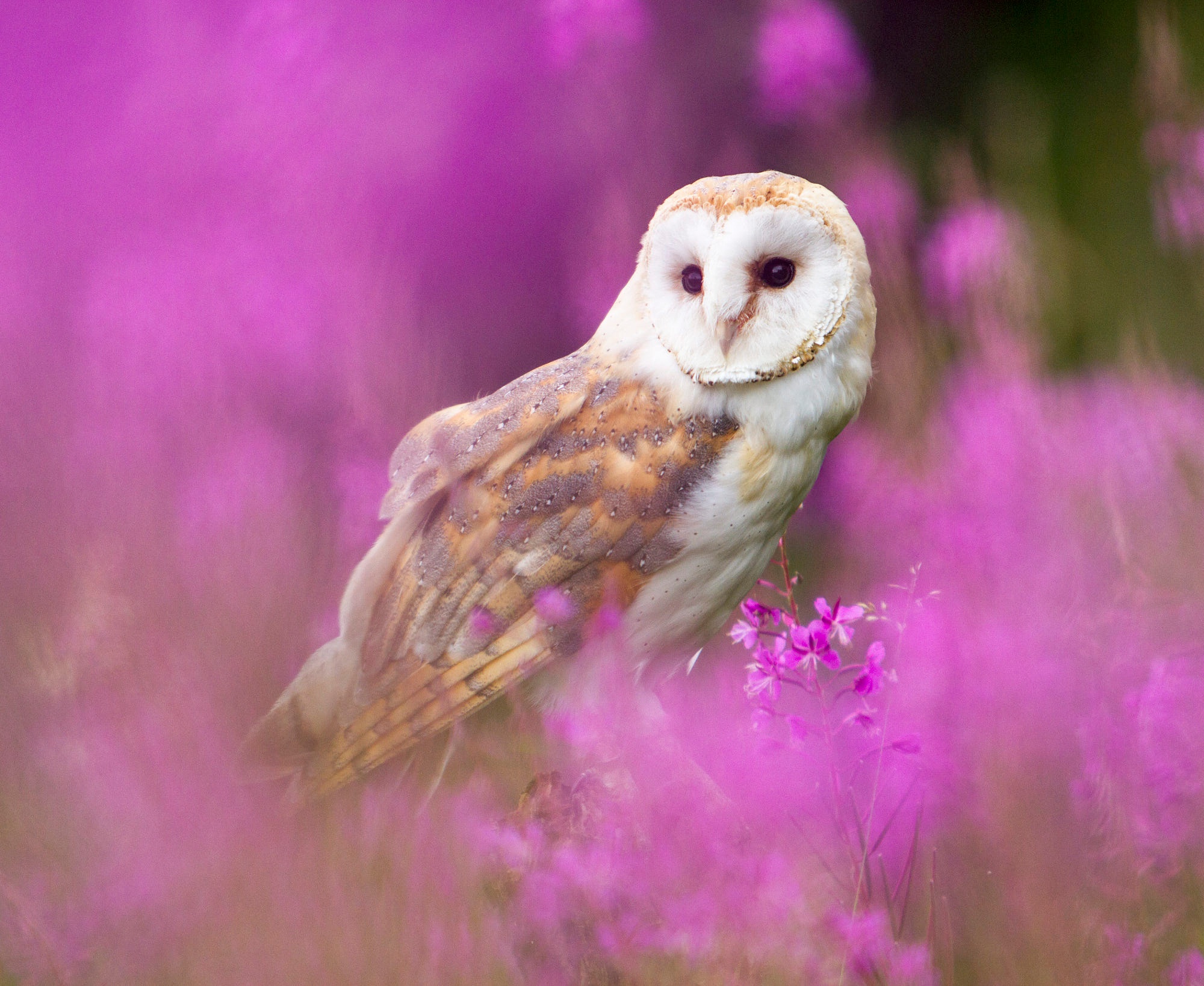 Laden Sie das Tiere, Vögel, Eule, Blume, Vogel, Schleiereule-Bild kostenlos auf Ihren PC-Desktop herunter