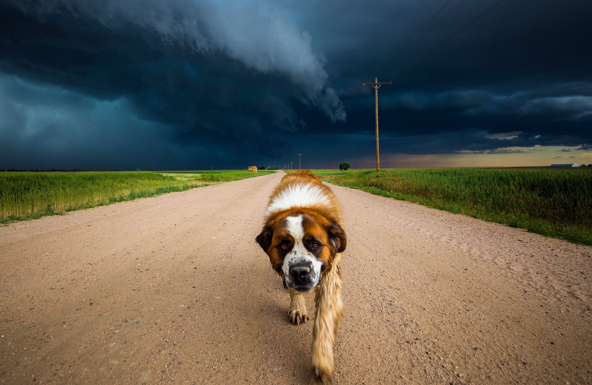 Download mobile wallpaper Landscape, Dogs, Horizon, Dog, Animal, Storm, Cloud, Dirt Road for free.