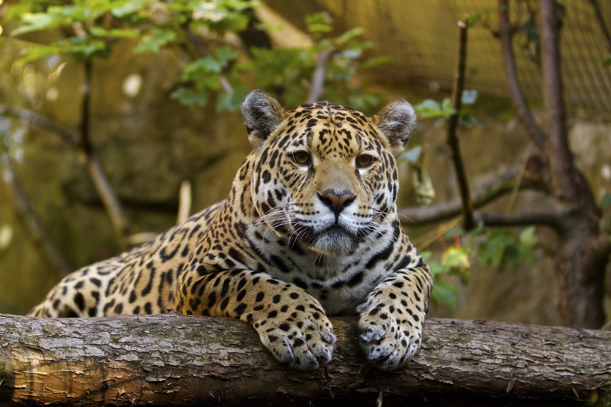Handy-Wallpaper Tiere, Katzen, Jaguar, Zoo, Ausruhen kostenlos herunterladen.
